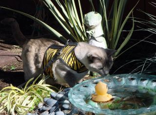 Cute cat wearing Crazy K Farm Pet and Poultry Kitty Holster cat harness made in the USA, featuring adjustable straps and secure fit.