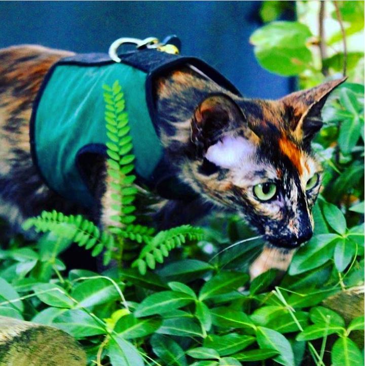 Pink Kitty Holster cat harness by Crazy K Farm Pet and Poultry, made in the USA, with adjustable straps and breathable fabric.
