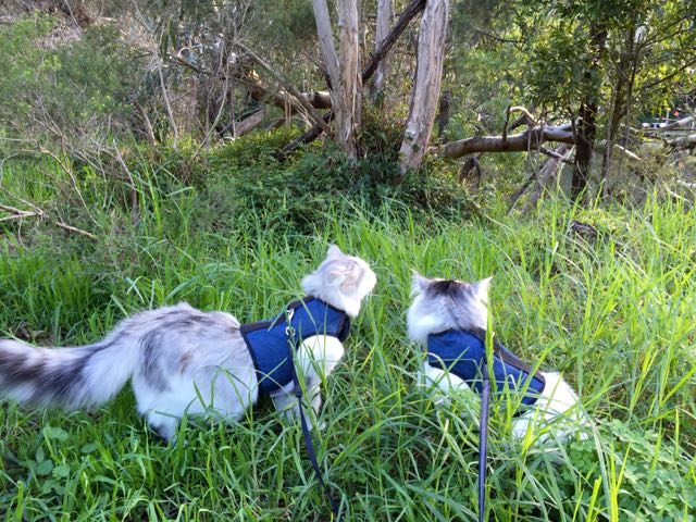 Gray Kitty Holster cat harness by Crazy K Farm Pet and Poultry, made in the USA, shown on a small cat with adjustable straps.