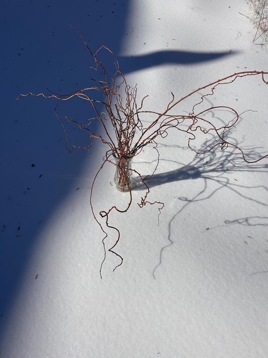 Dried real kiwi branches from Steep Hill Garden, natural decor for weddings, events, and home, with 10 stems per bunch