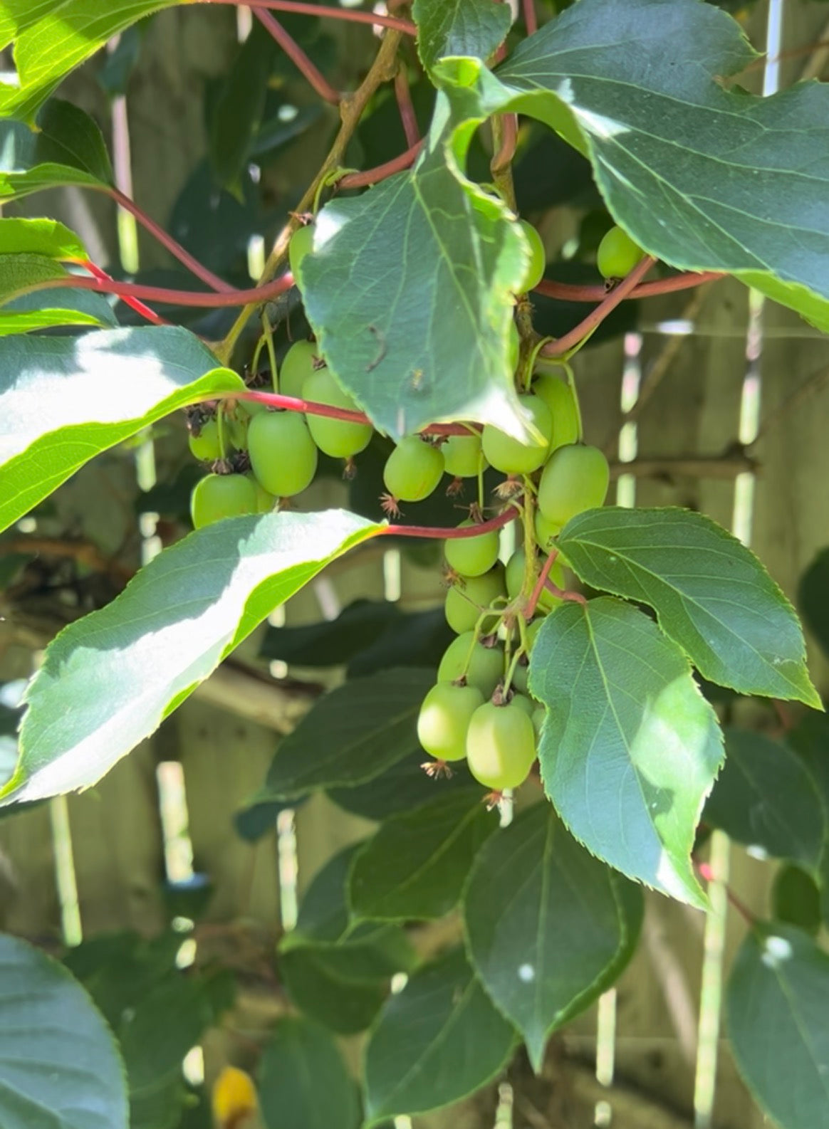 Hardy Kiwi Live Plants – Actinidia arguta – Anna Female & Meader Male – Edible Fruit Vine
