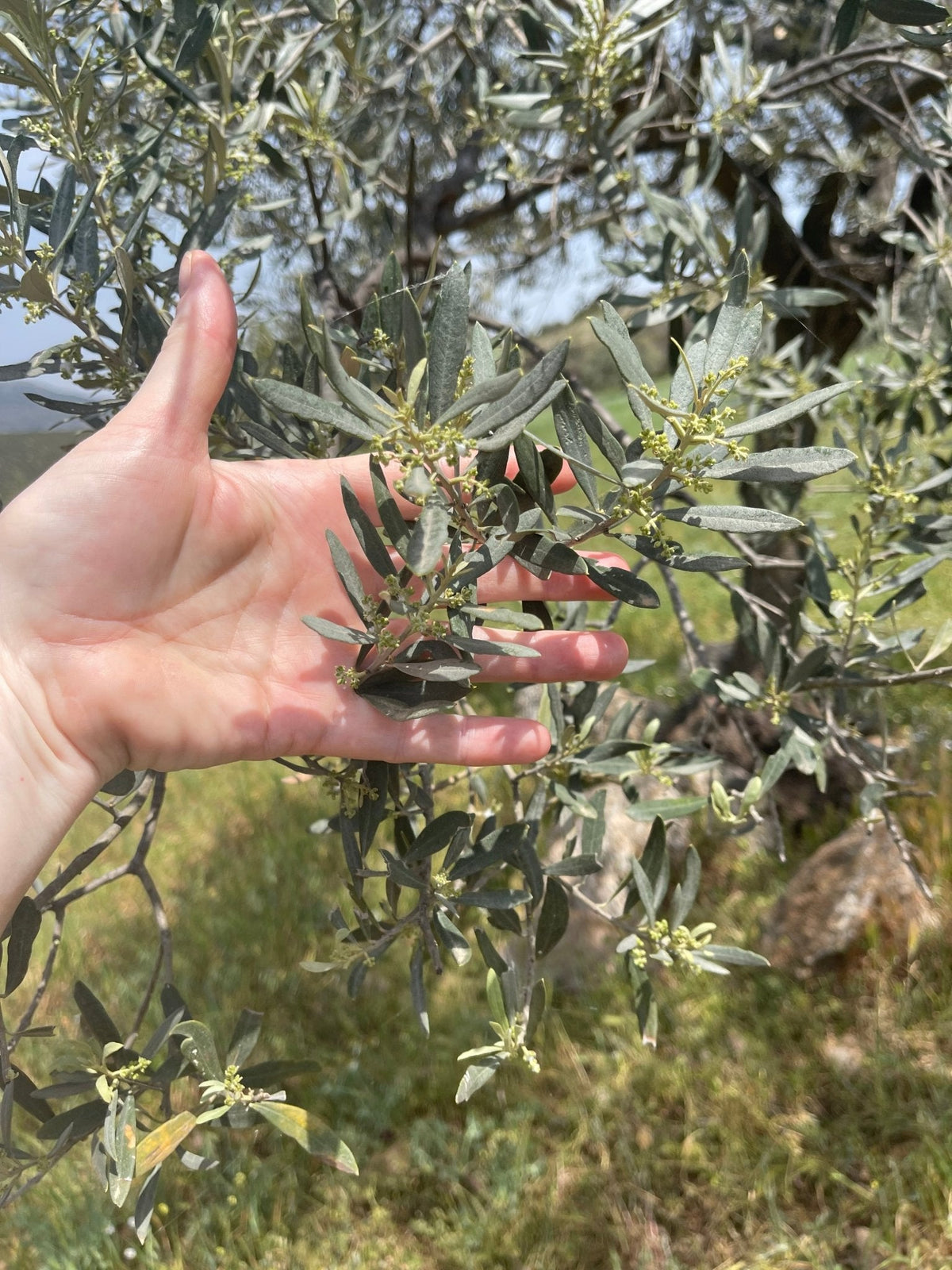 Kores Estate Greek extra virgin olive oil by Olive Crate, single estate PDO Manaki, dark glass bottle with olive branches.