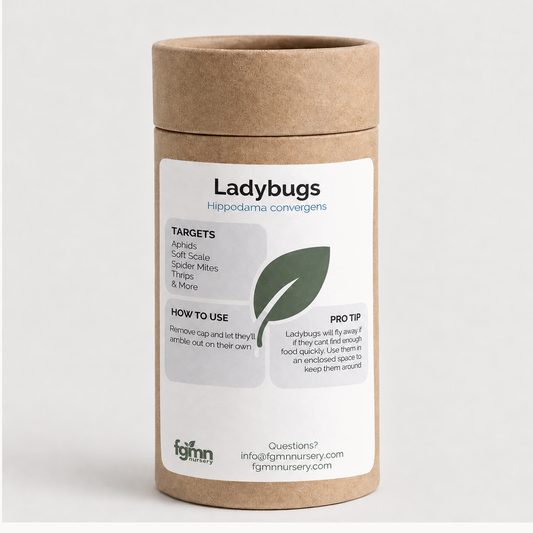 Ladybugs