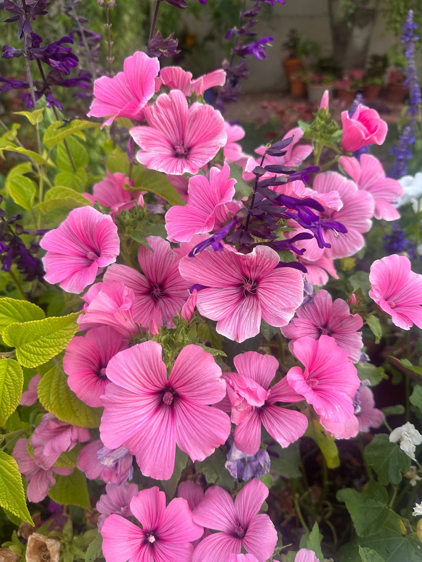 Pink Lavatera seeds from John's Plant Adventures, showcasing small seed packets for planting Lavatera flowers.