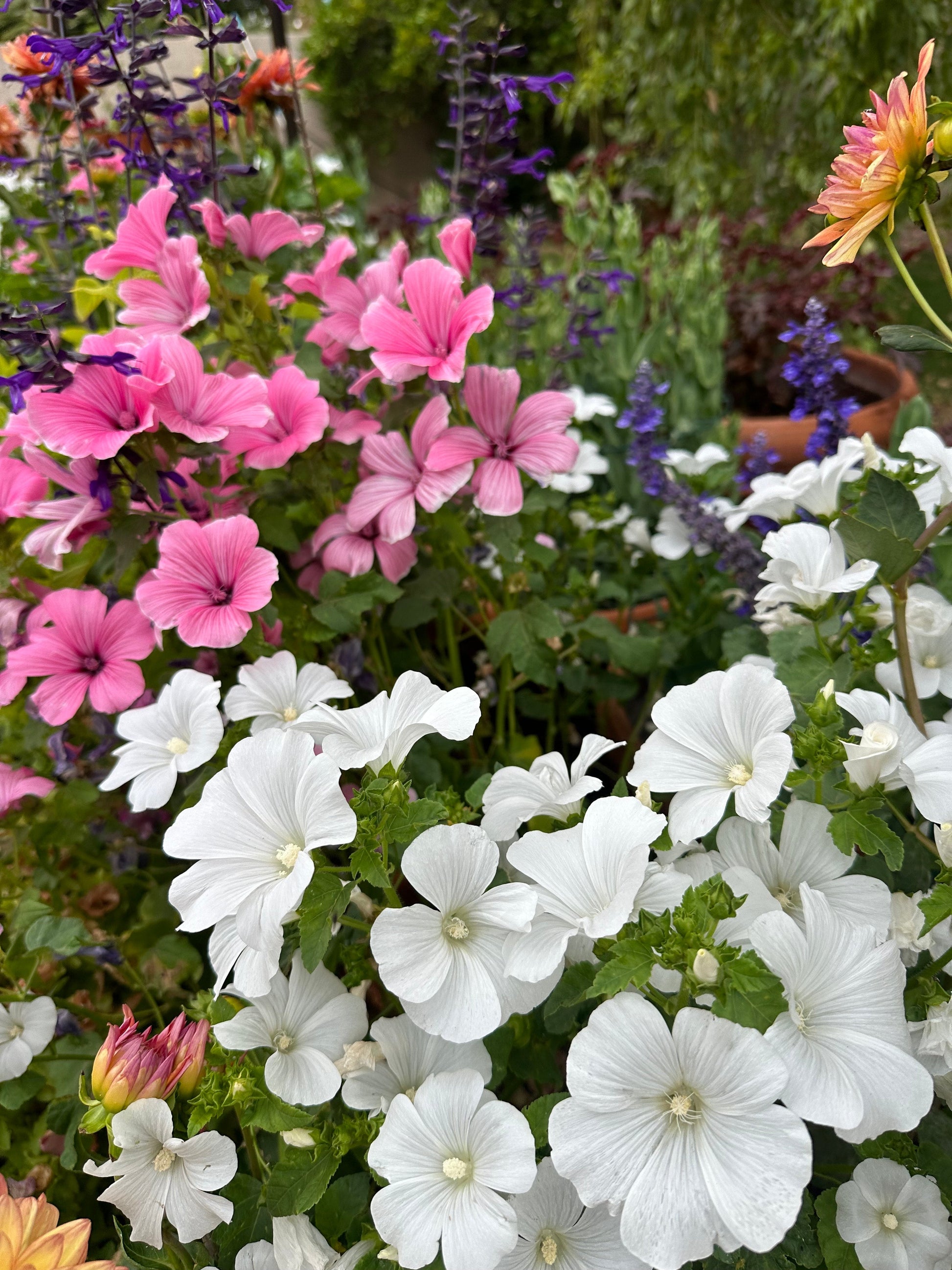 Pink and white Lavatera seeds from John's Plant Adventures, showing fresh seed packets for garden planting.