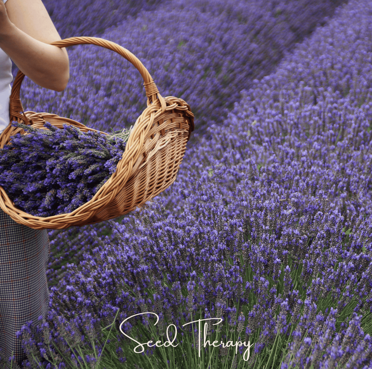 English Lavender seeds from Southern Seeds, showing small gray-green seed packets for growing lavender plants.