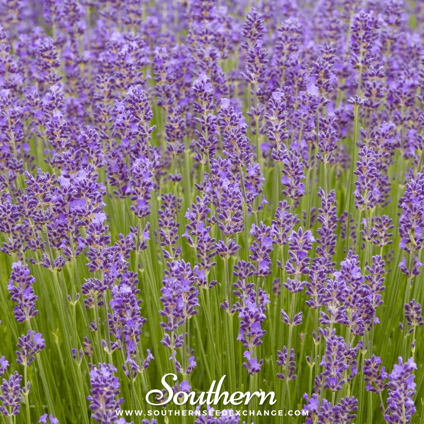 Munstead Lavender plant with lush purple flowers, 50 seeds from Southern Seeds, ideal for garden or landscape planting