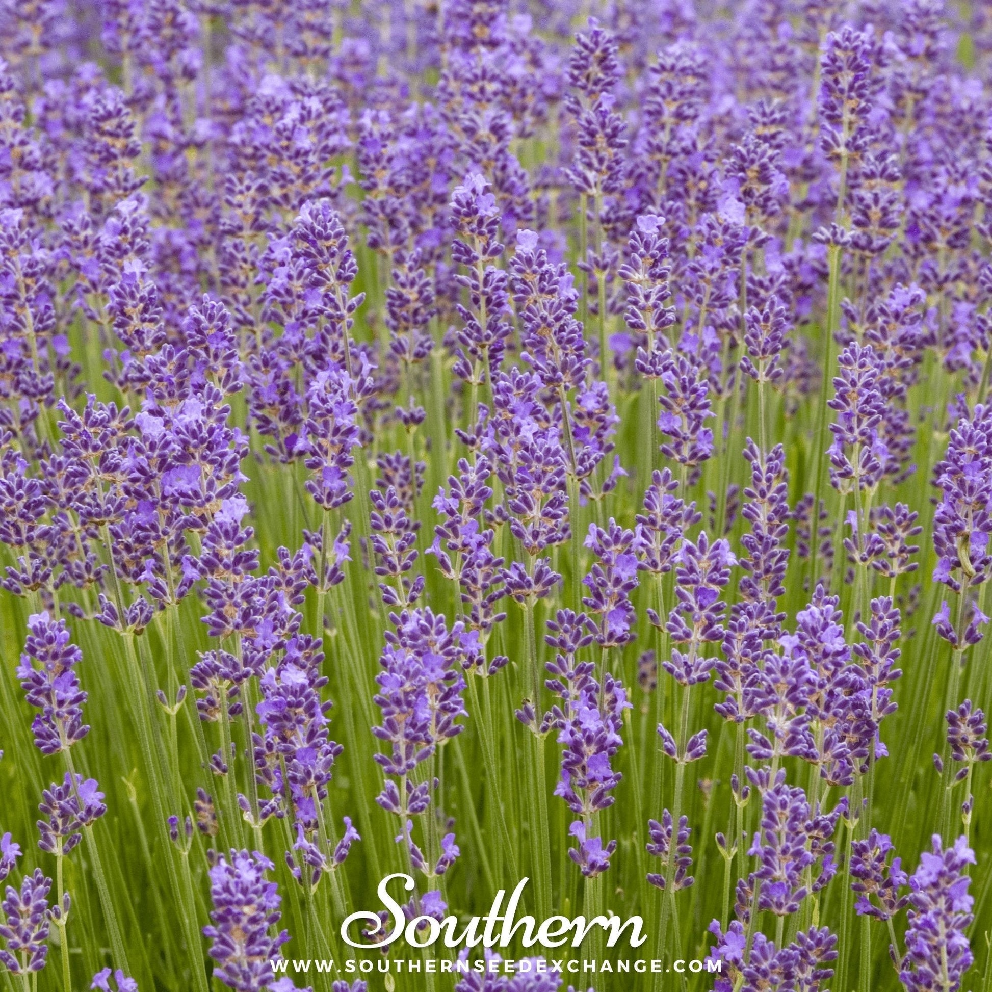 Munstead Lavender plant with lush purple flowers, 50 seeds from Southern Seeds, ideal for garden or landscape planting