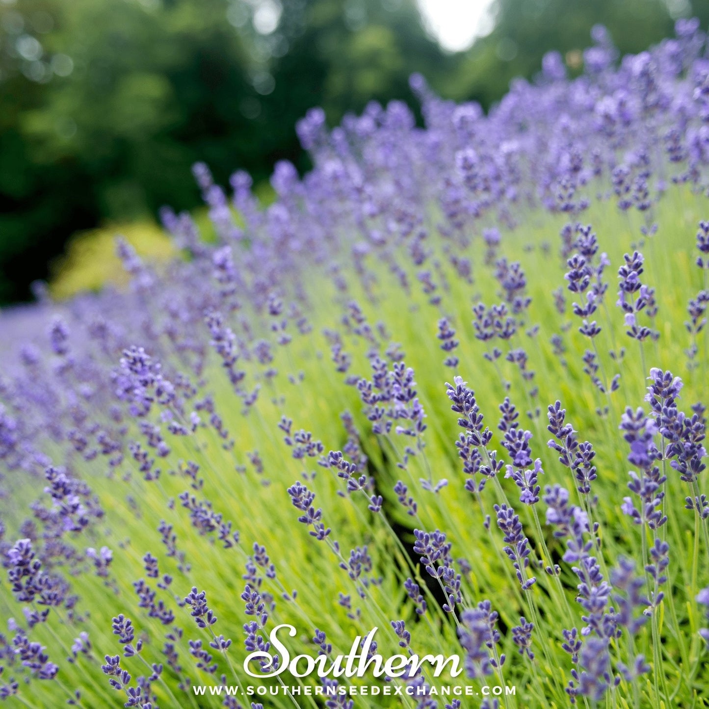 Munstead Lavender seeds from Southern Seeds, showing vibrant purple lavender flower buds and green foliage.