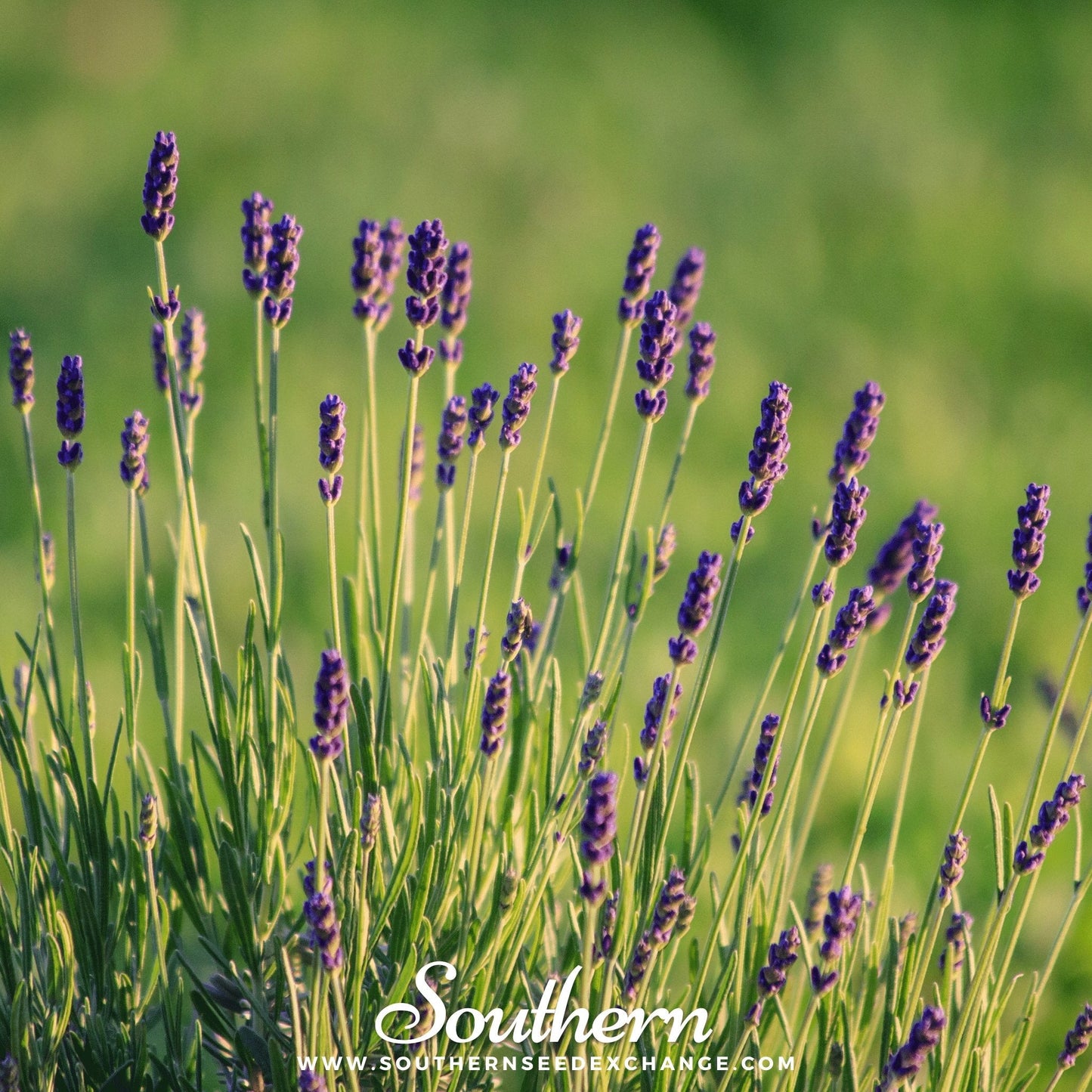 Pack of 50 Munstead Lavender seeds from Southern Seeds, showing vibrant lavender flower buds and green foliage.