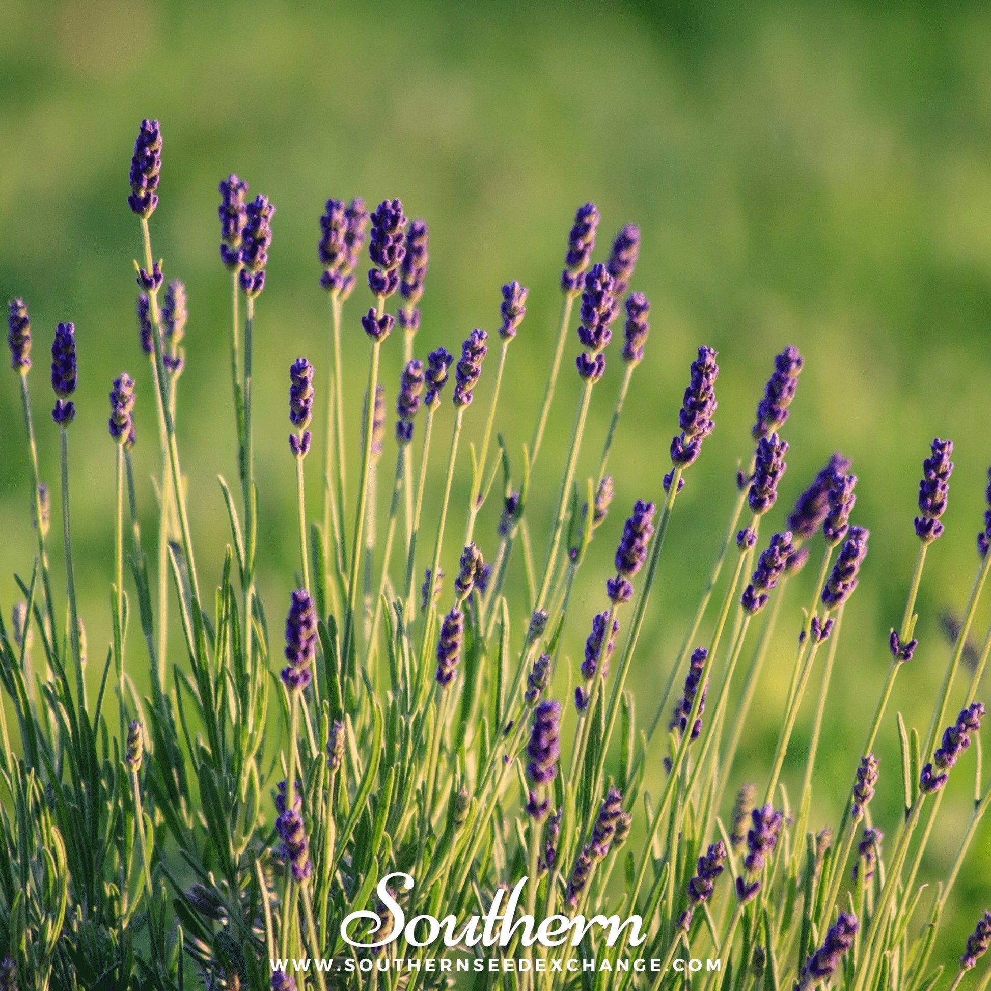 Pack of 50 Munstead Lavender seeds from Southern Seeds, showing vibrant lavender flower buds and green foliage.