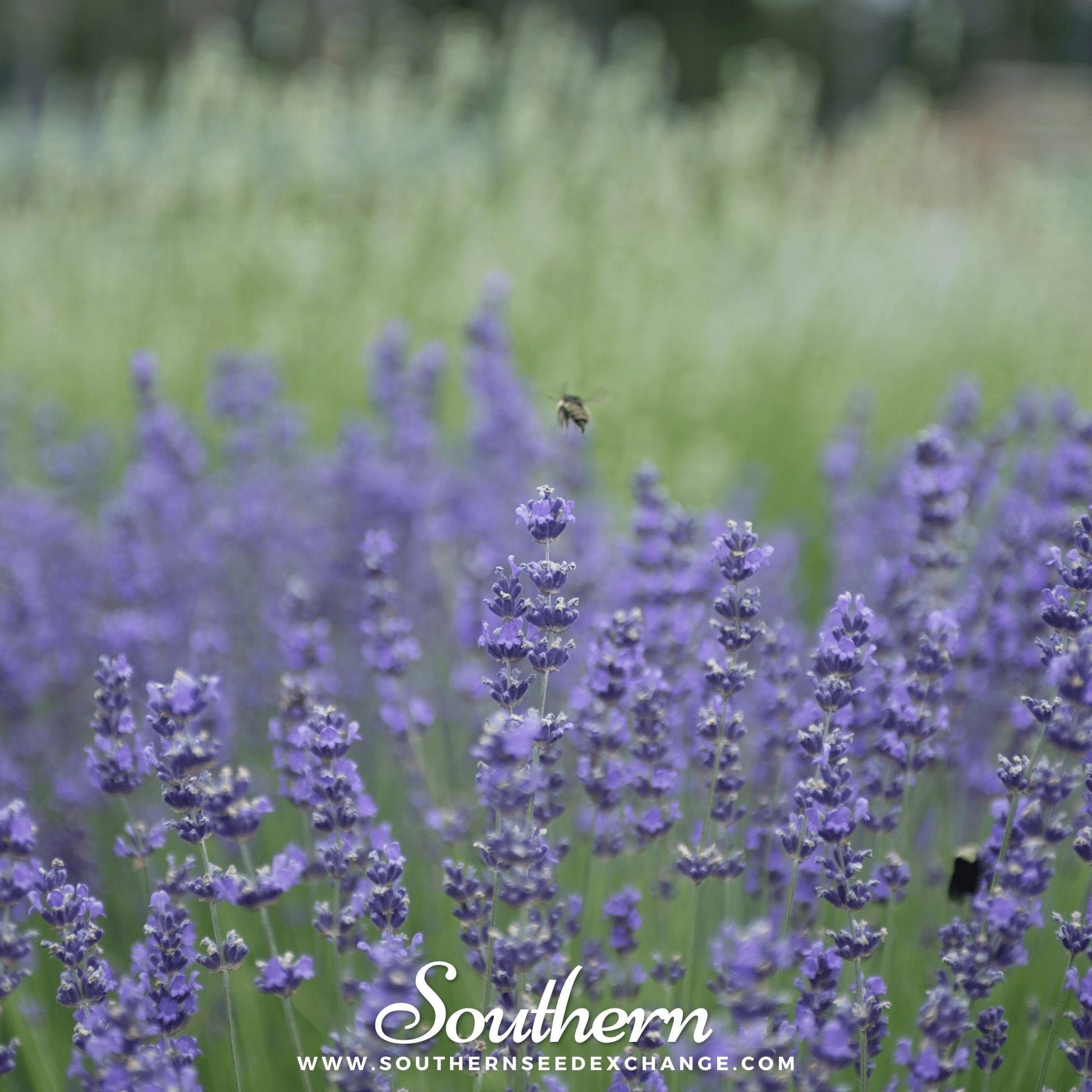 Munstead lavender plant with purple flowers, 50 seeds from Southern Seeds, showing lavender buds and green foliage.