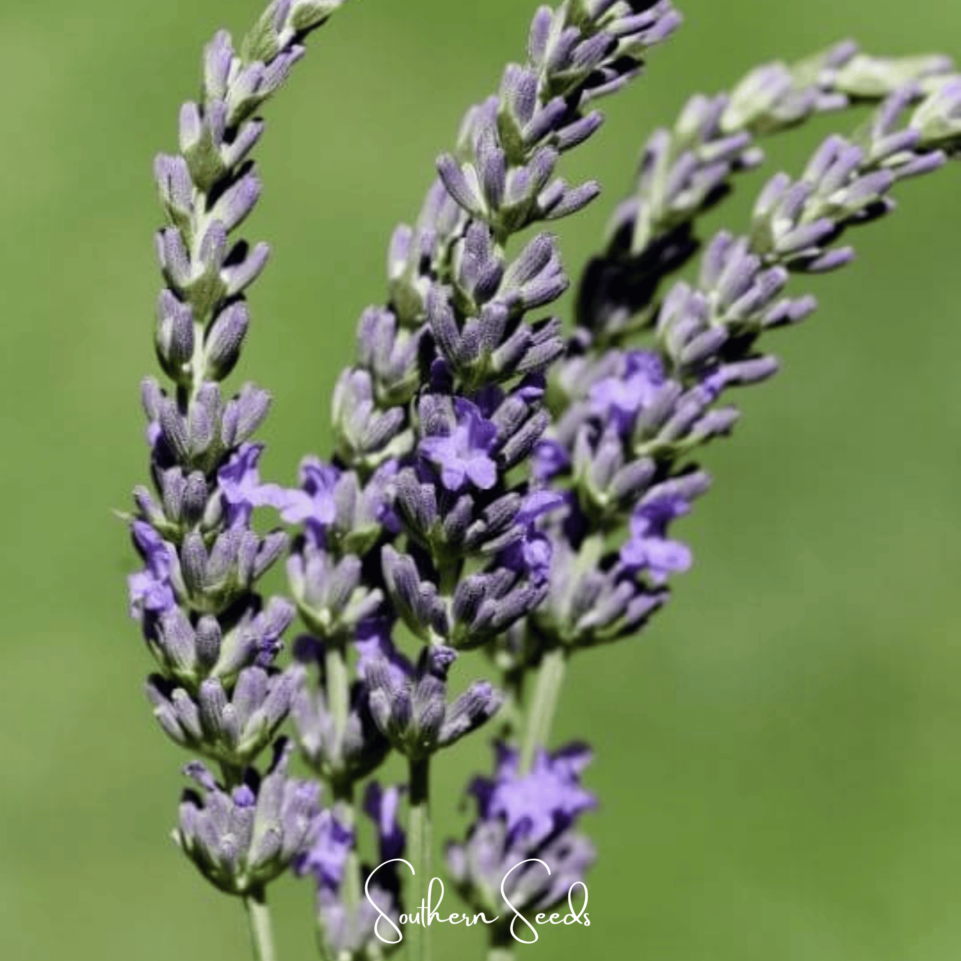 Spike Lavender seeds from Southern Seeds, showing 100 small lavender seed packets with spike-shaped lavender flowers on the label.