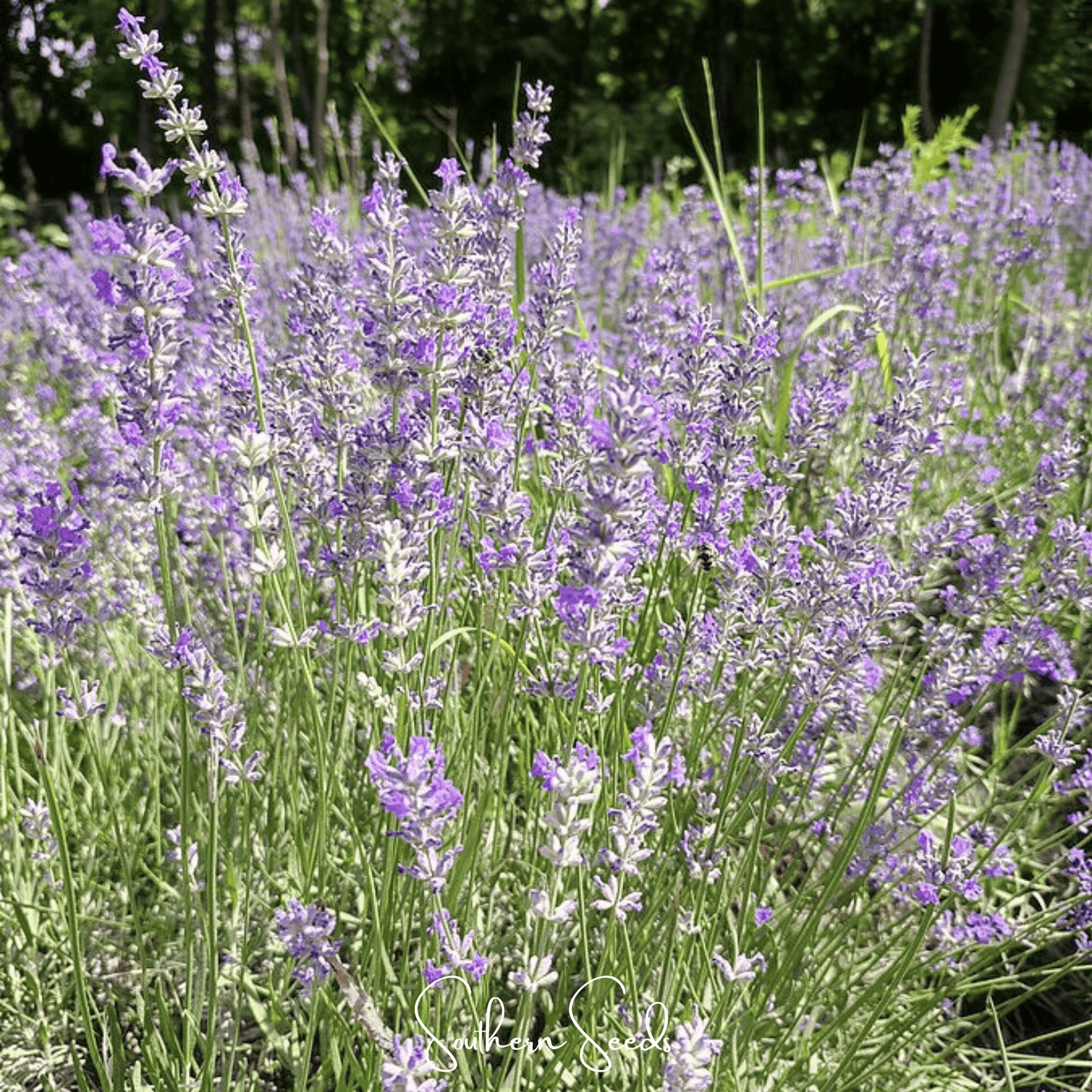 Spike Lavender seeds from Southern Seeds, showing a close-up of lavender seed packets with images of Spike Lavender plant.