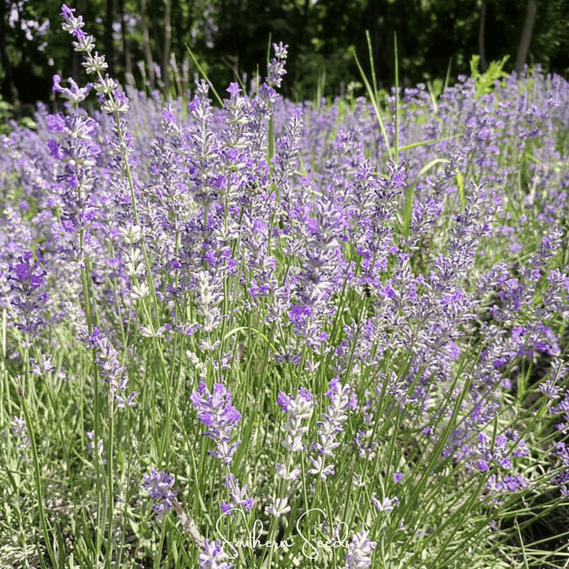 Spike Lavender seeds from Southern Seeds, showing a close-up of lavender seed packets with images of Spike Lavender plant.