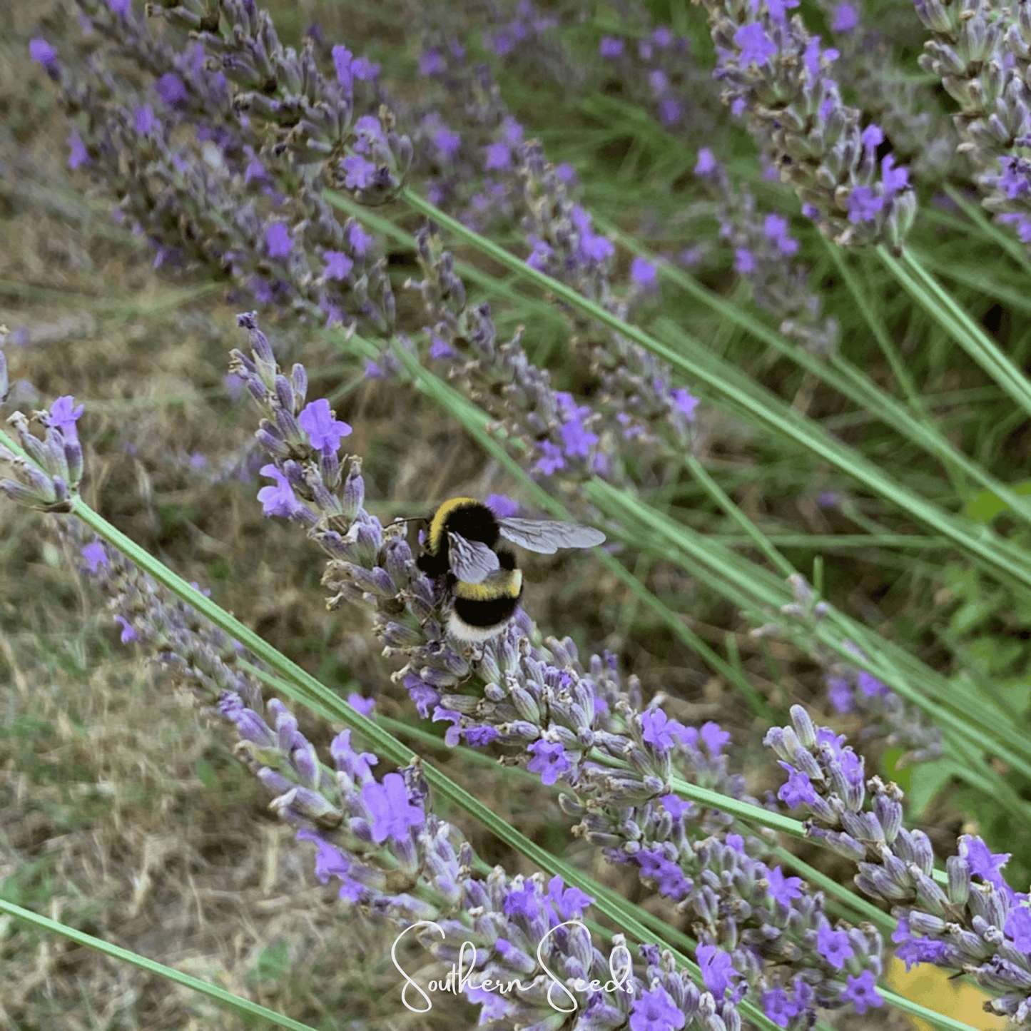 Spike Lavender seeds from Southern Seeds, showing elongated lavender flower spikes and green seed capsules.