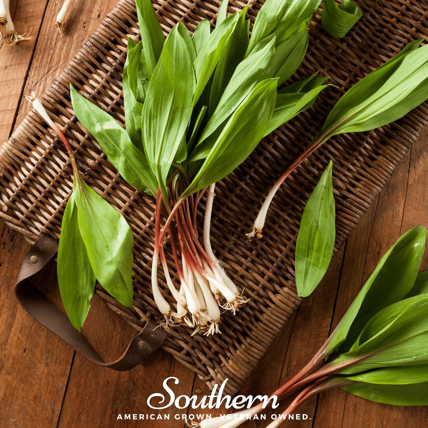 Wild leek (ramps) Allium tricoccum seeds from Southern Seeds, showing 10 fresh wild leek seeds on a neutral background.