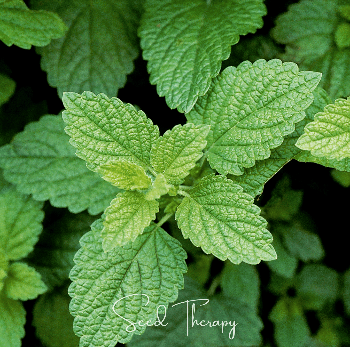 Packet of Lemon Balm seeds from Southern Seeds showing lemon balm leaves and seed packet for herbal gardening.