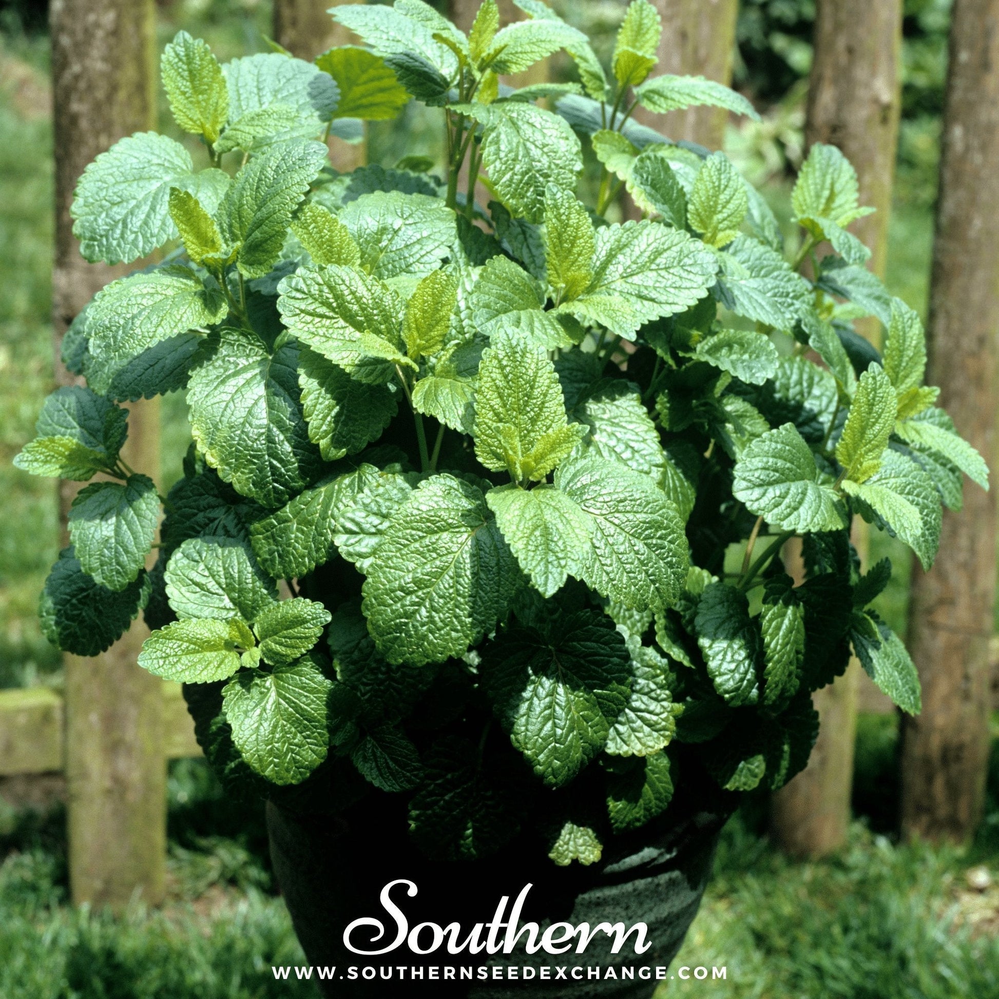 Lemon balm plant with green leaves, 100 seeds from Southern Seeds, aromatic herb known as Melissa officinalis for gardening or planting.