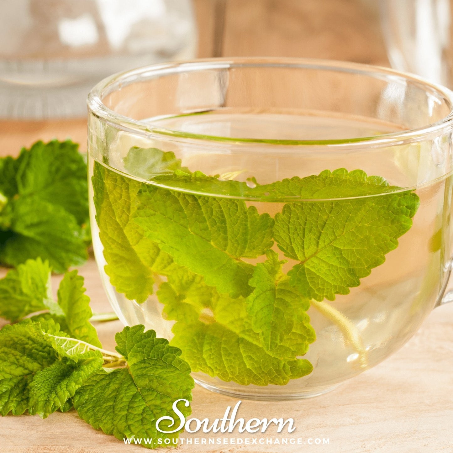Lemon balm plant with green leaves, 100 seed packets from Southern Seeds for herbal garden cultivation.