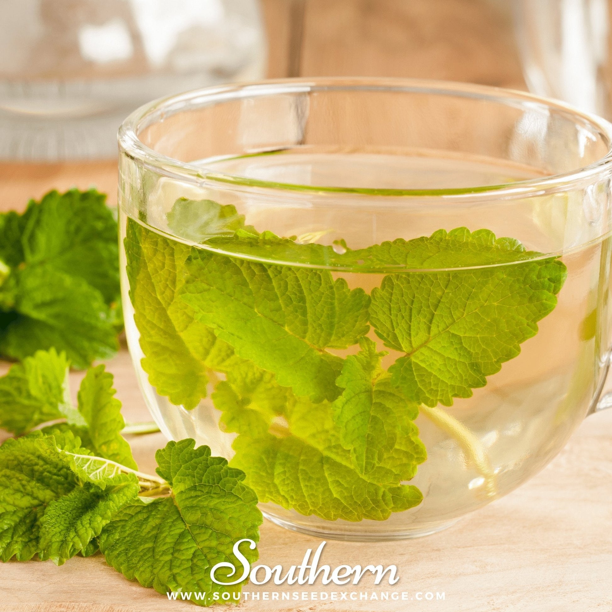 Lemon balm plant with green leaves, 100 seed packets from Southern Seeds for herbal garden cultivation.