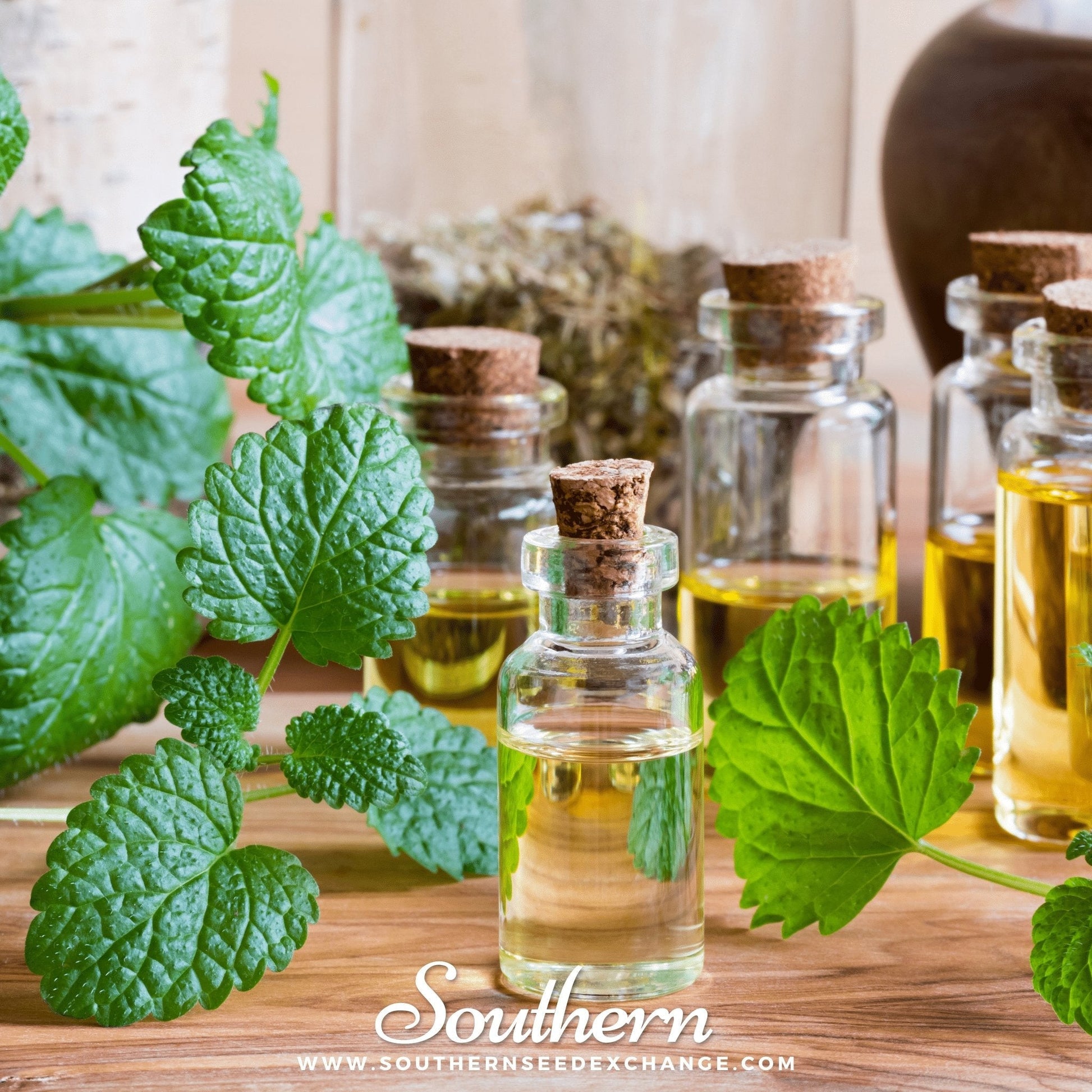 Lemon Balm plant with green leaves, 100 seeds from Southern Seeds for growing Melissa officinalis in a garden or pot.