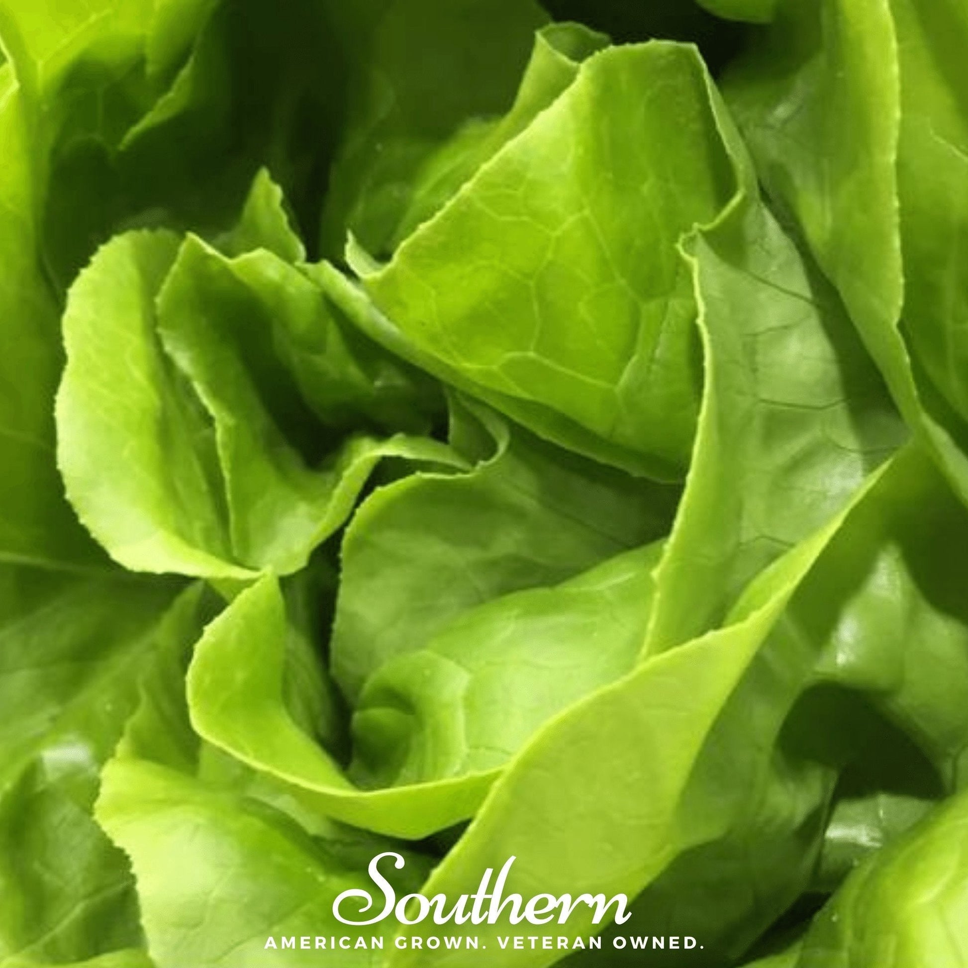 Bibb Summer Lettuce seeds by Southern Seeds, small packets of fresh lettuce seed for summer garden planting.