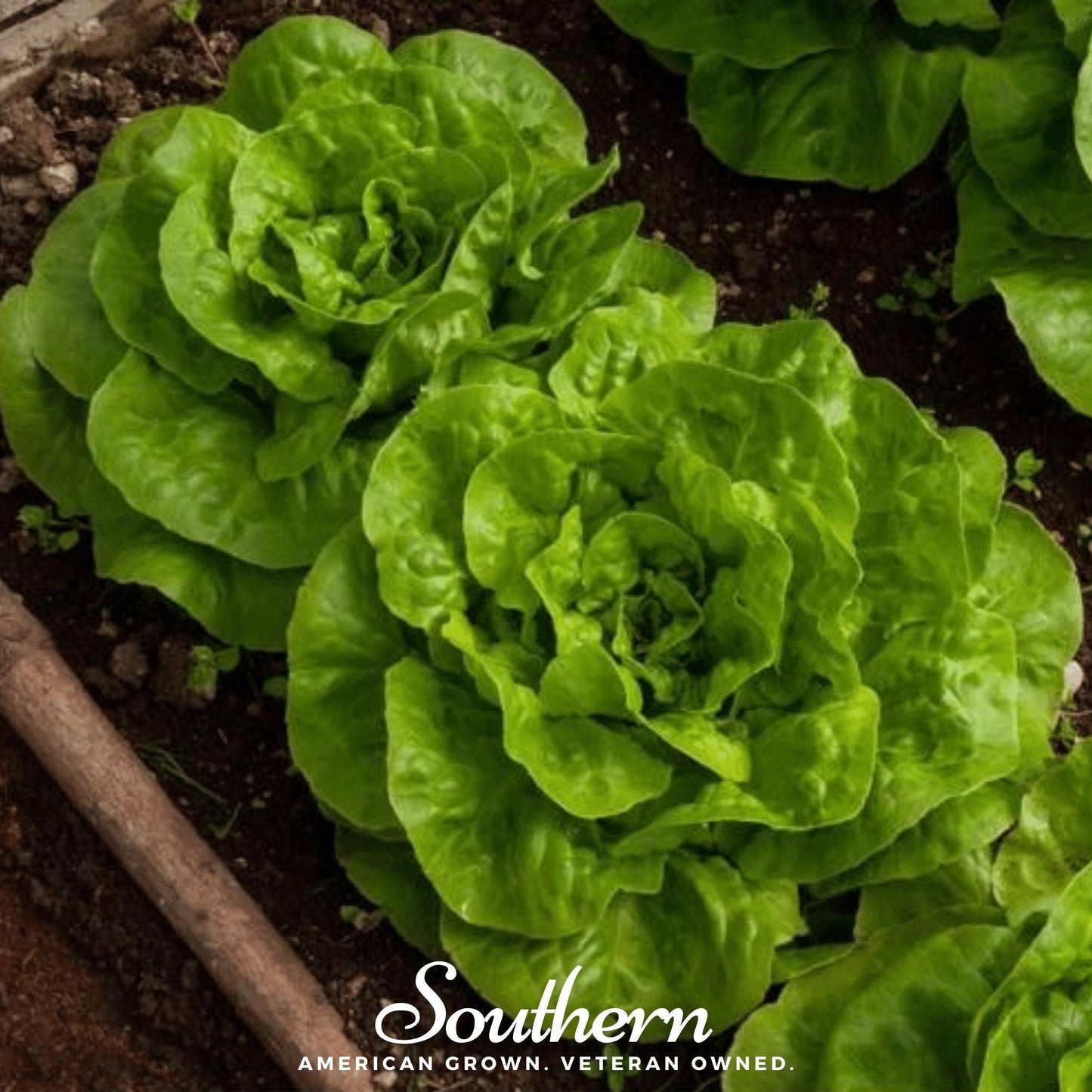 Bibb Summer Lettuce seeds by Southern Seeds, showing fresh green lettuce seed packets for home gardening.