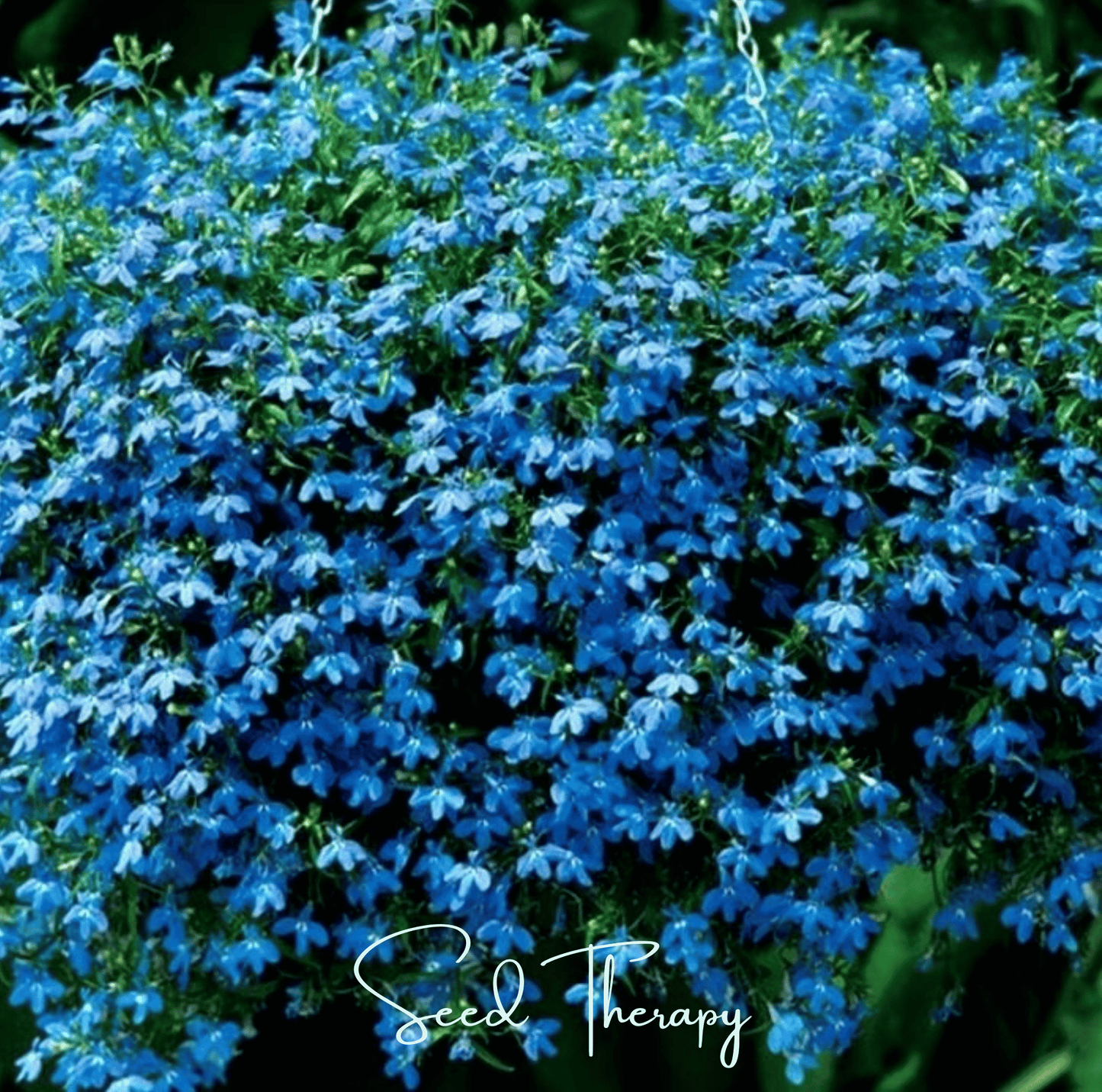Blue Carpet Lobelia seeds from Southern Seeds, 100-pack, small seed packet for planting vibrant blue ground cover flowers.