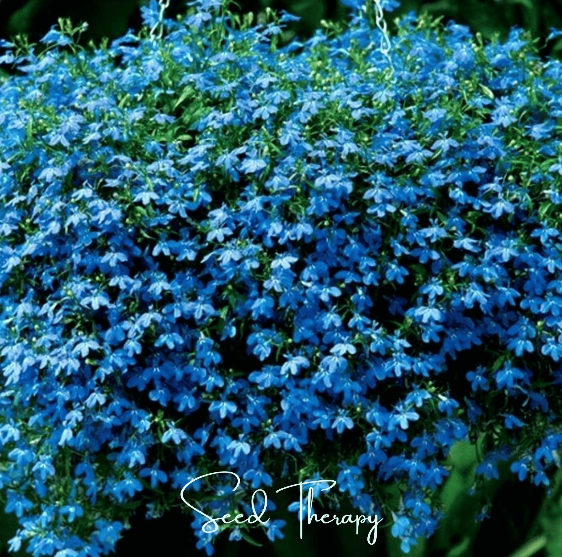 Blue Carpet Lobelia seeds from Southern Seeds, 100-pack, small seed packet for planting vibrant blue ground cover flowers.