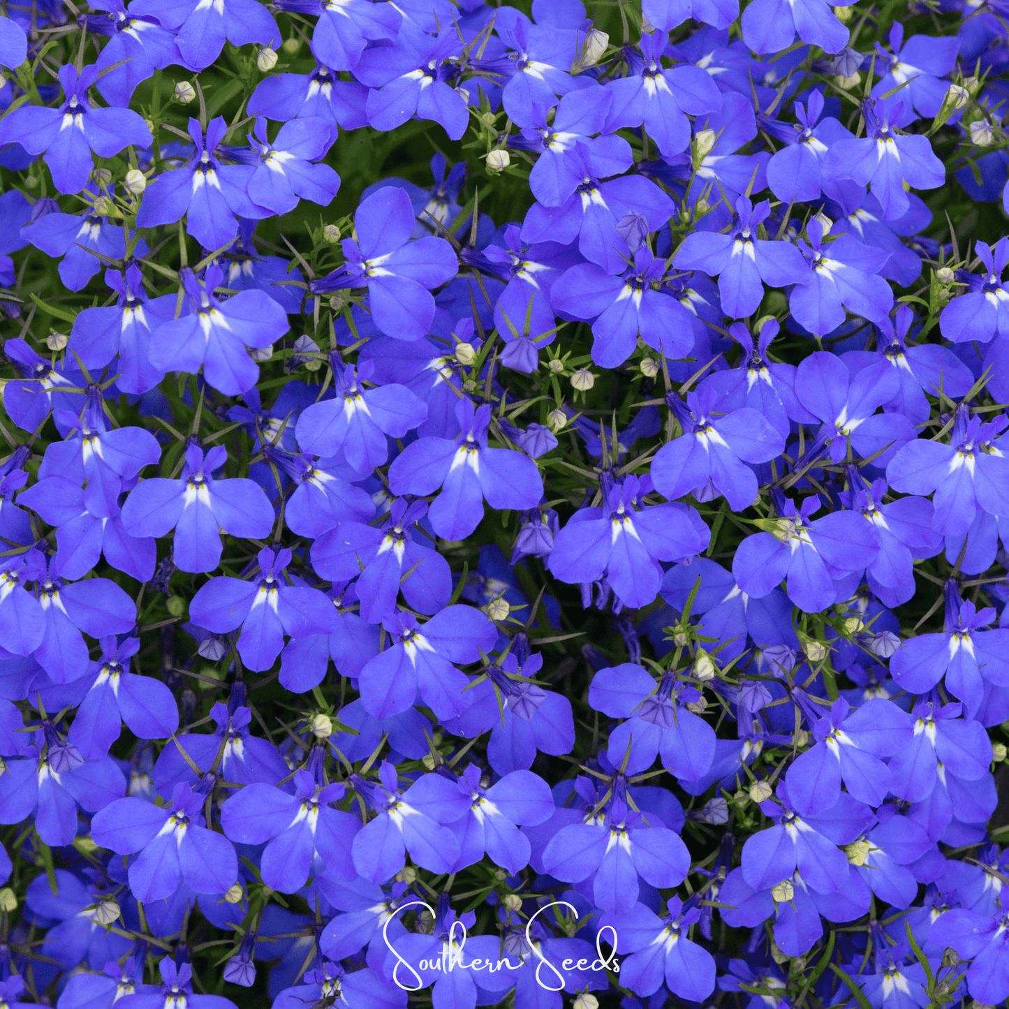 Blue Carpet Lobelia seeds from Southern Seeds, small packets of vibrant blue flower seeds for garden planting and landscaping.