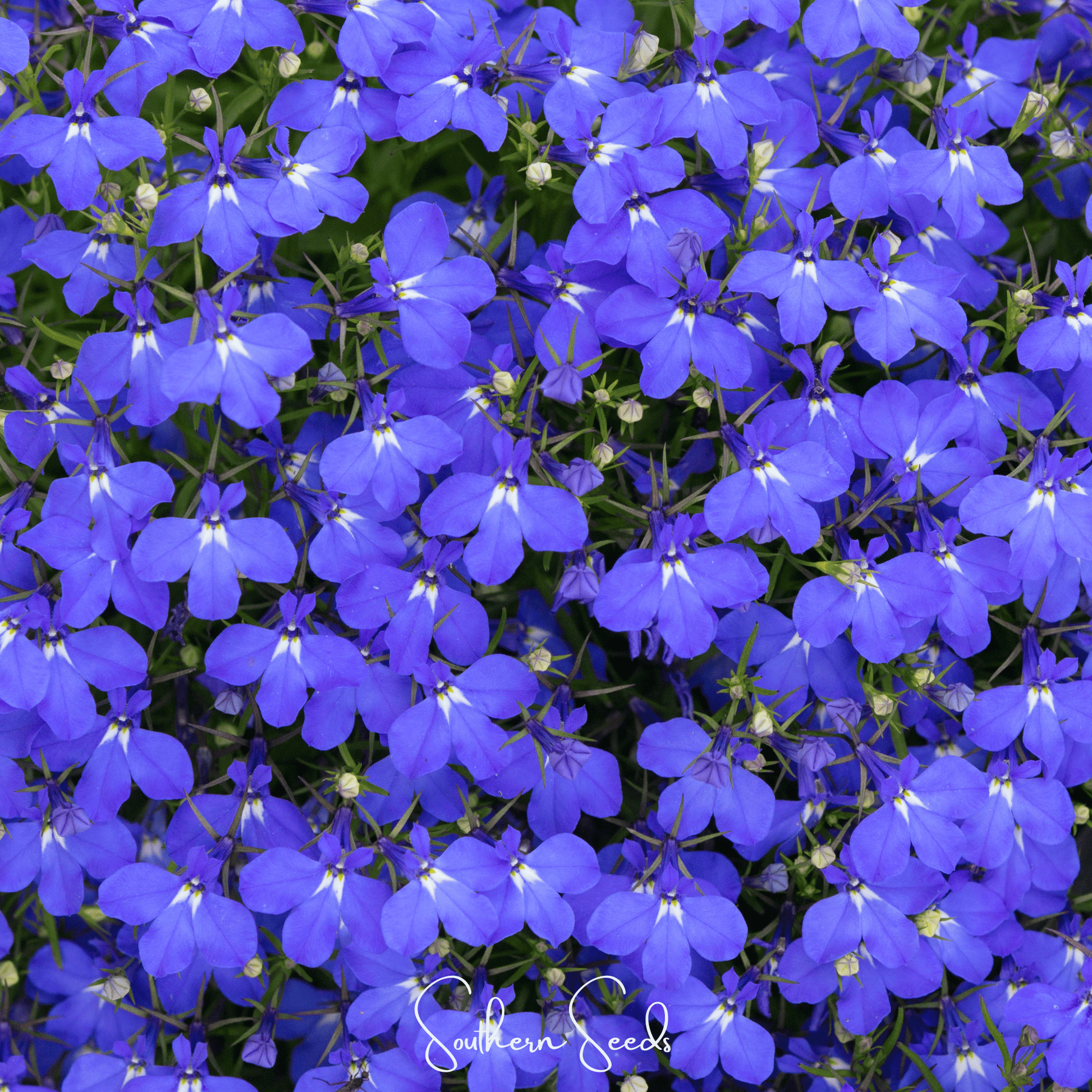 Blue Carpet Lobelia seeds from Southern Seeds, small packets of vibrant blue flower seeds for garden planting and landscaping.