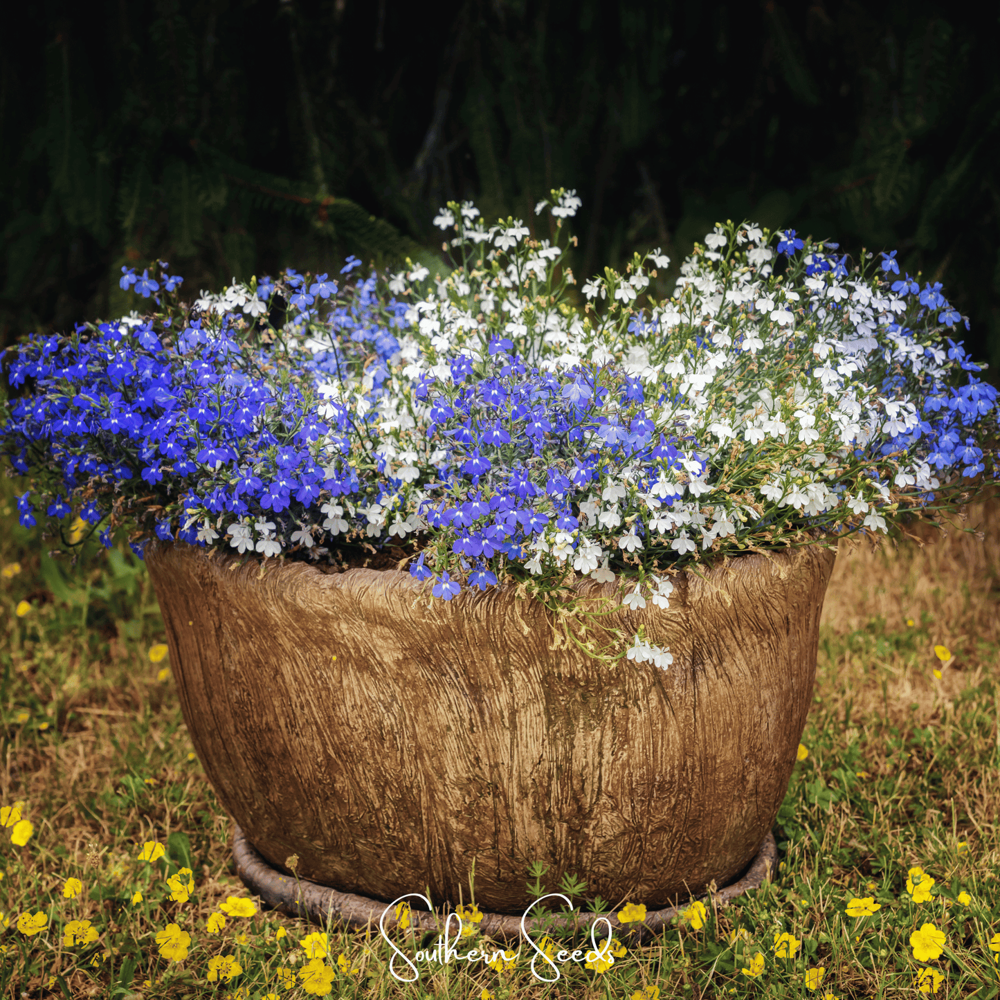 Blue Carpet Lobelia seeds from Southern Seeds, small packets of vibrant blue flower seeds for garden planting.