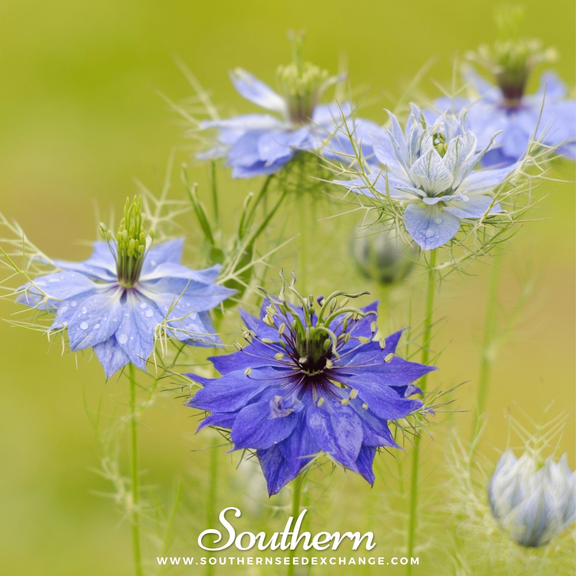 Jewels Mix Love-in-a-Mist seeds by Southern Seeds, showing colorful Nigella Damascena flowers in a garden setting.