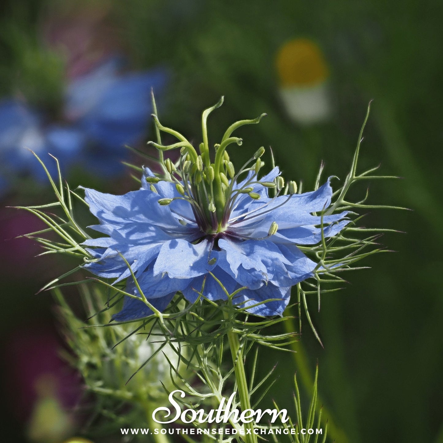 Love-in-a-Mist Jewels Mix seeds from Southern Seeds, showcasing colorful Nigella Damascena flower seeds in a mixed variety.