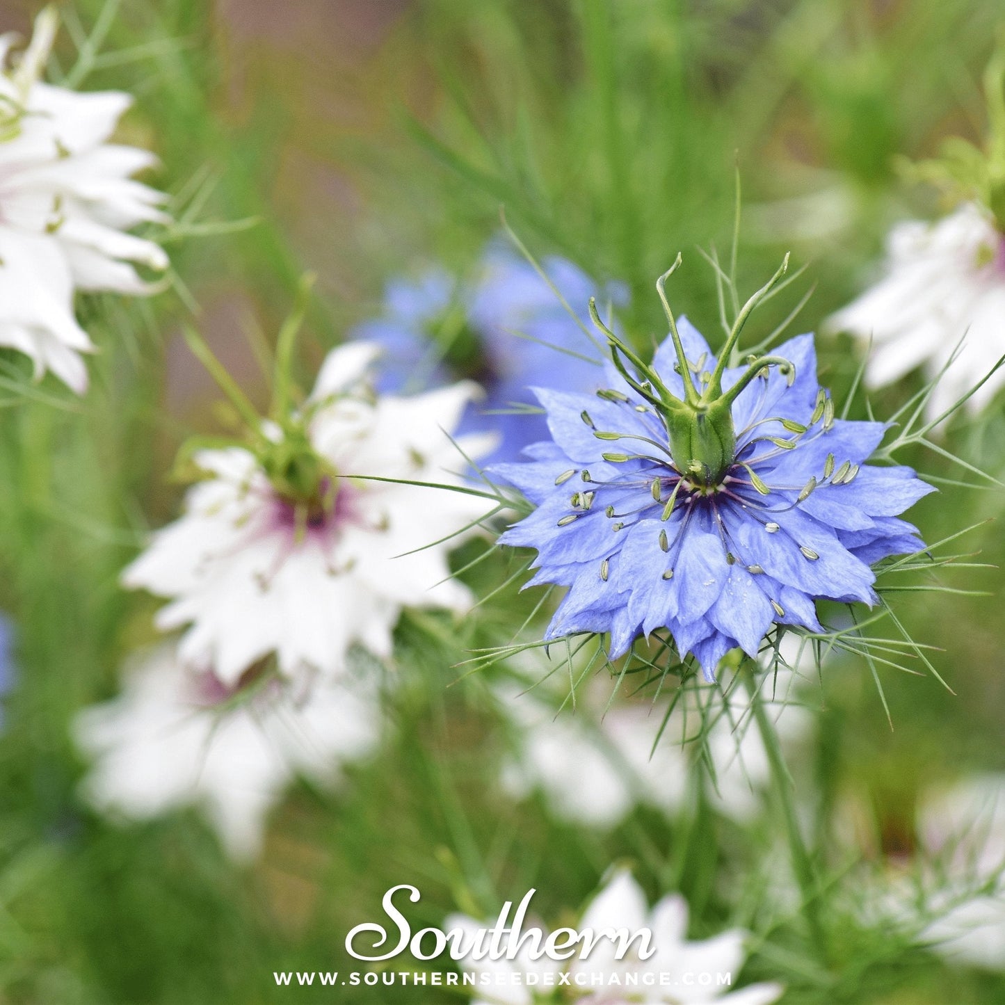 Jewels Mix Love in a Mist seeds by Southern Seeds, 200 mixed Nigella damascena flower seeds for garden planting.