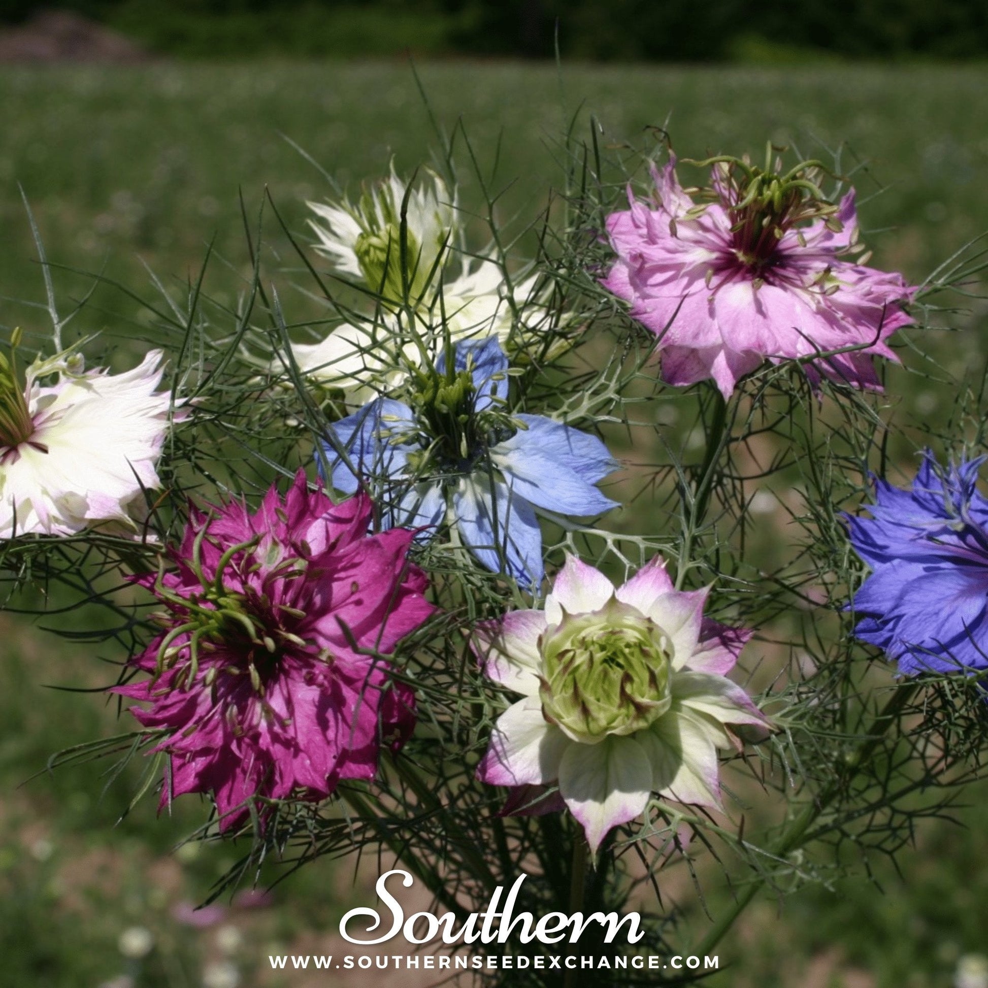Love-in-a-Mist Jewels Mix seeds by Southern Seeds, 200 mixed Nigella damascena seeds for vibrant garden blooms.
