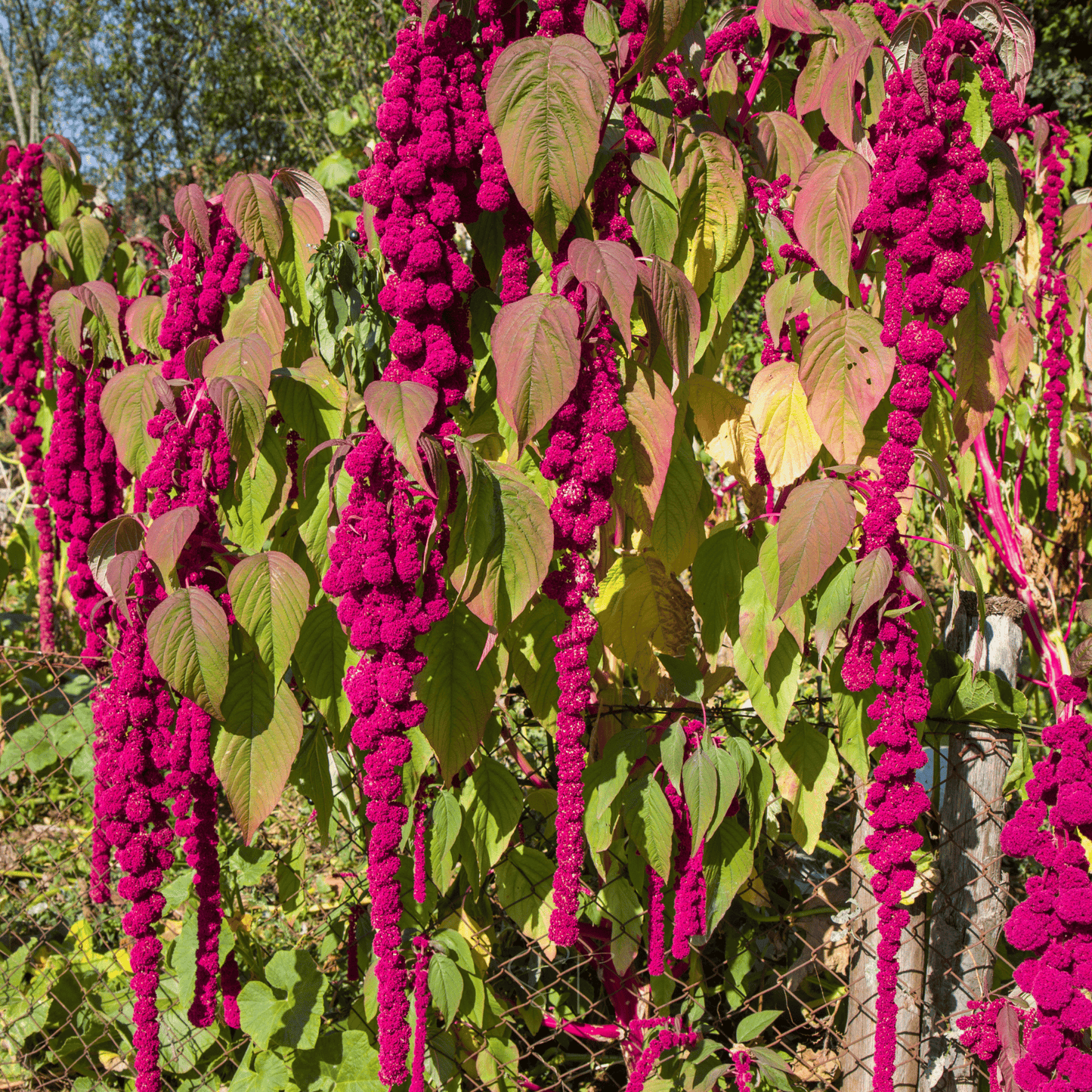 Packet of Love Lies Bleeding Amaranth seeds from Southern Seeds, showcasing vibrant red seed packet for planting and gardening.