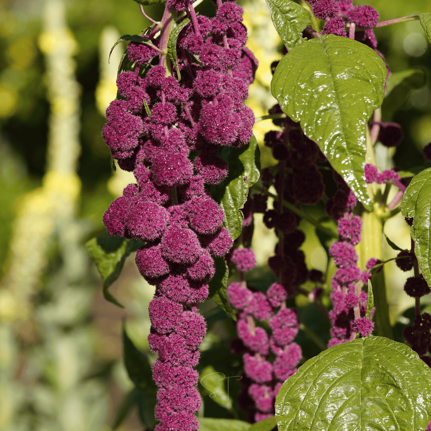 Packet of Love Lies Bleeding Amaranth seeds from Southern Seeds, showing vibrant red seed packet for planting.