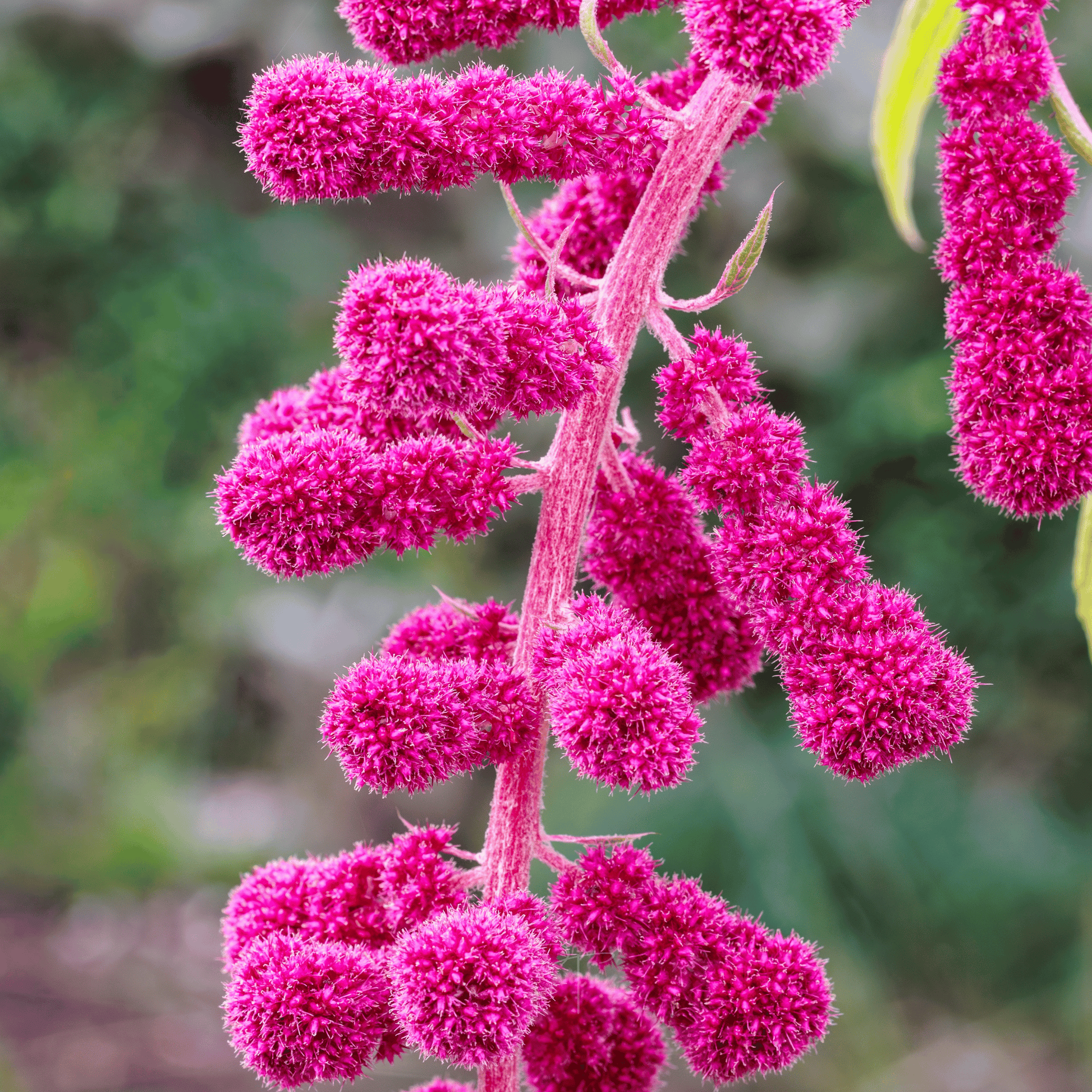 Packet of Love Lies Bleeding Amaranth seeds from Southern Seeds, featuring vibrant red, feathery flower heads for planting.
