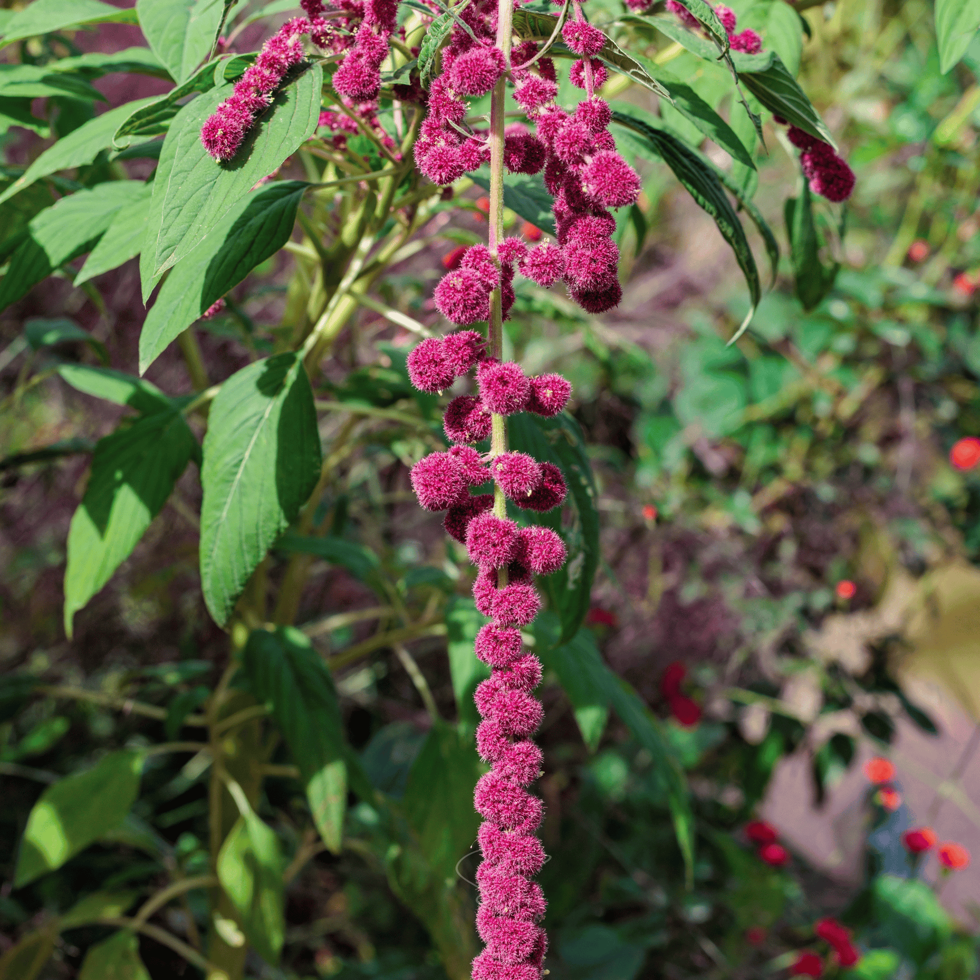 Packet of Love Lies Bleeding Amaranth seeds from Southern Seeds, showing vibrant seed packet for planting and gardening.