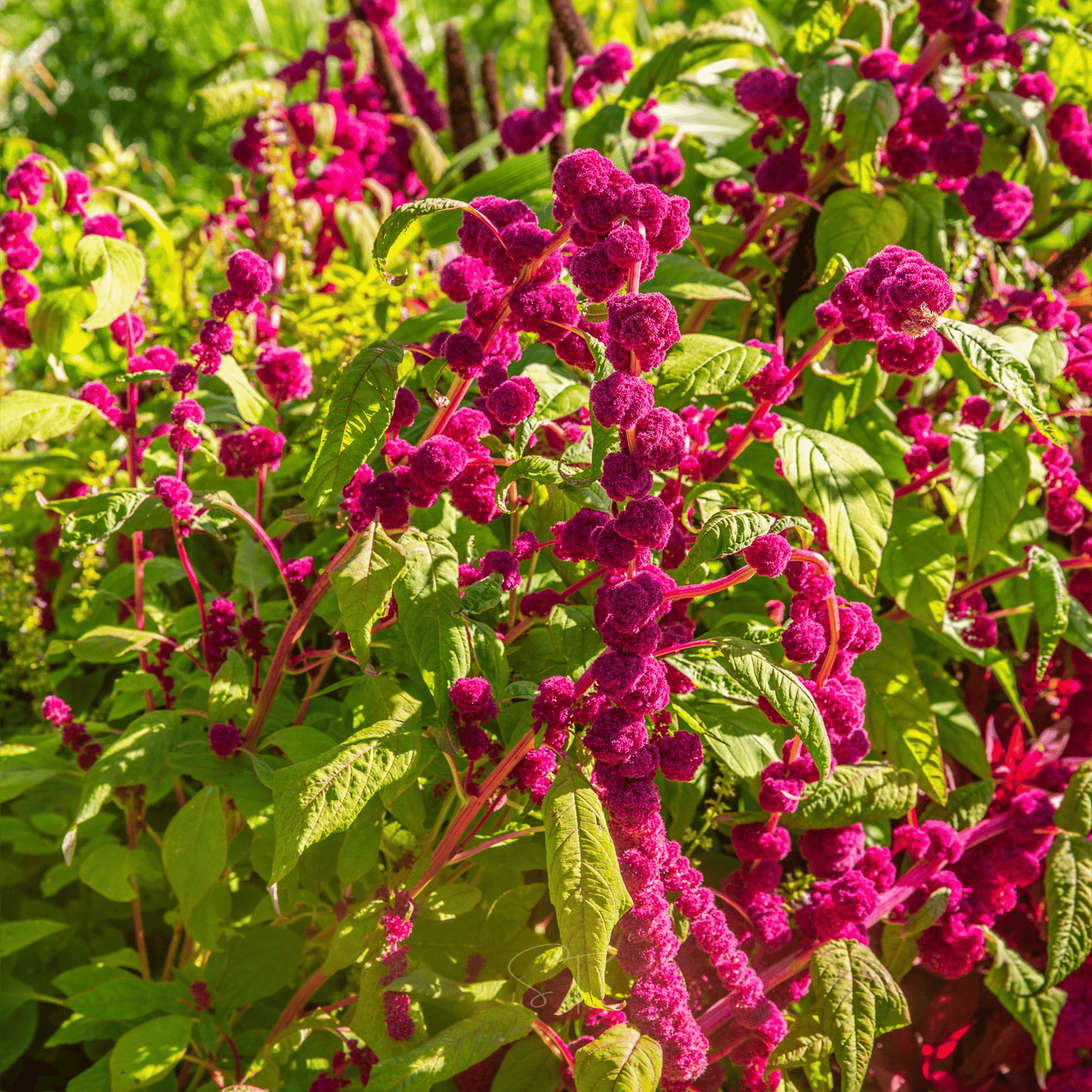 Packet of Love Lies Bleeding Amaranth seeds from Southern Seeds, showcasing vibrant seed packet for planting and gardening.