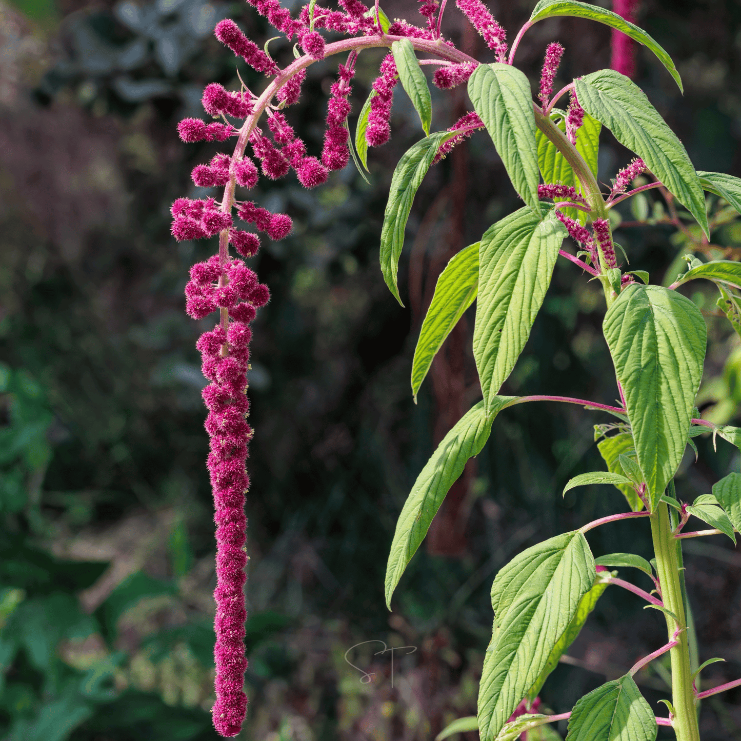 Packet of Love Lies Bleeding Amaranth seeds from Southern Seeds, showing vibrant red seed packet for planting.
