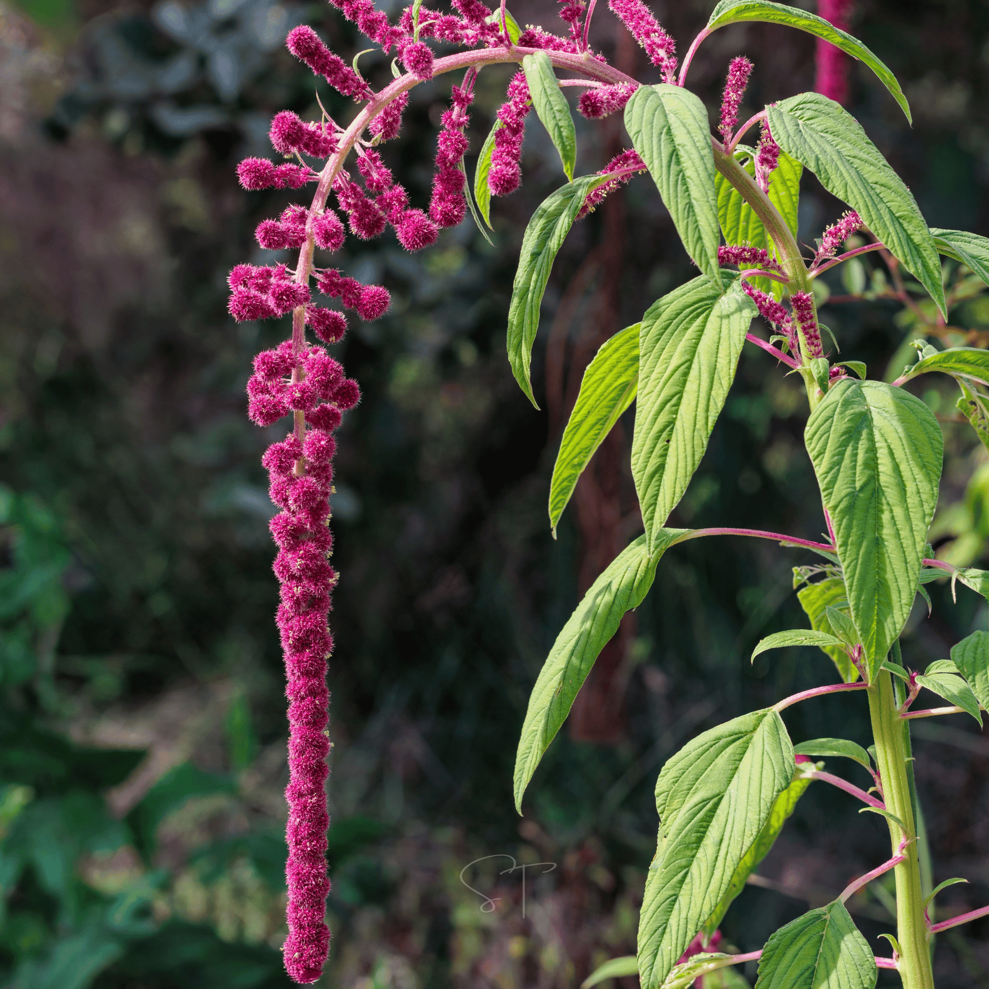 Packet of Love Lies Bleeding Amaranth seeds from Southern Seeds, showing vibrant red seed packet for planting.