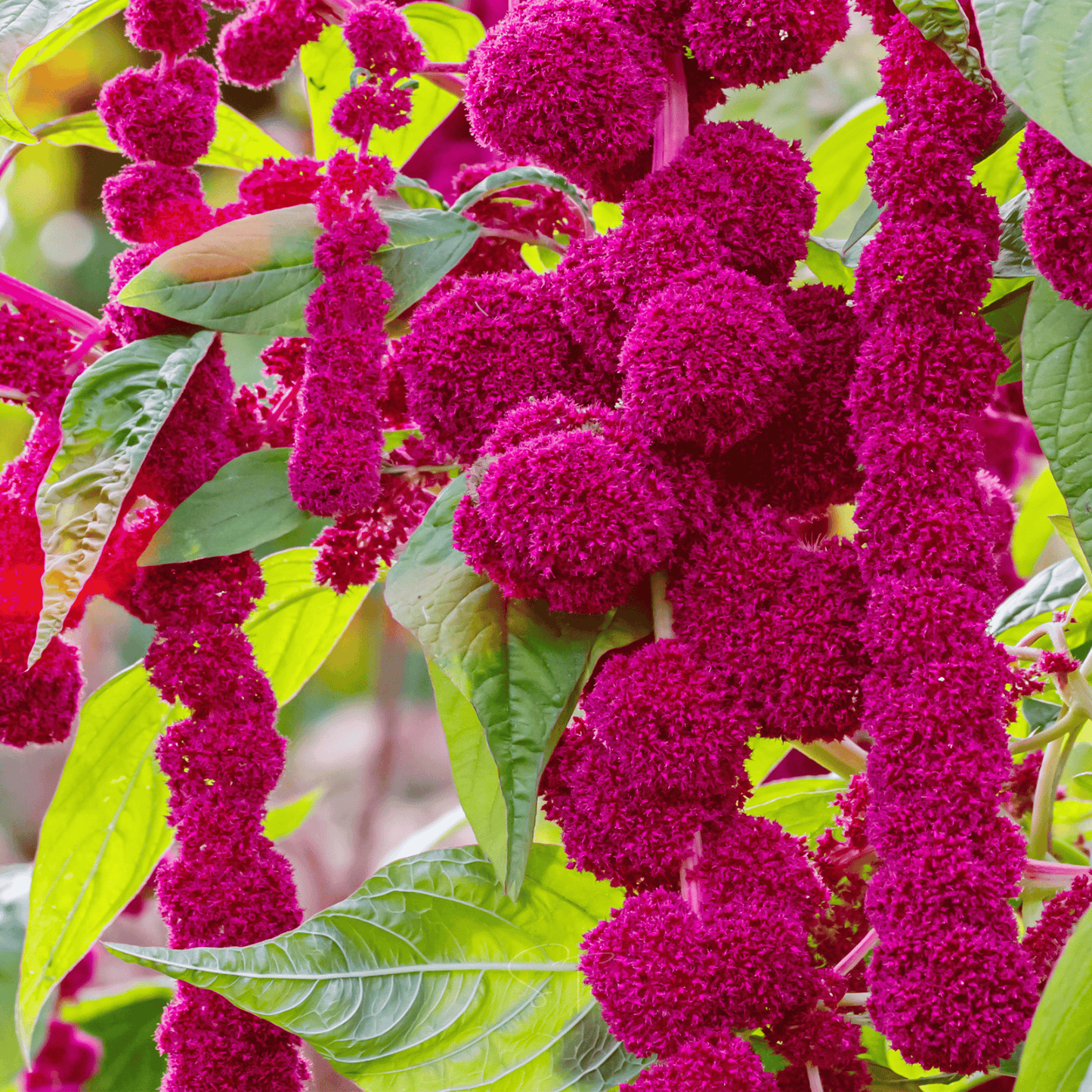 Packet of Love Lies Bleeding Amaranth seeds by Southern Seeds, showing vibrant red seed packet for planting.