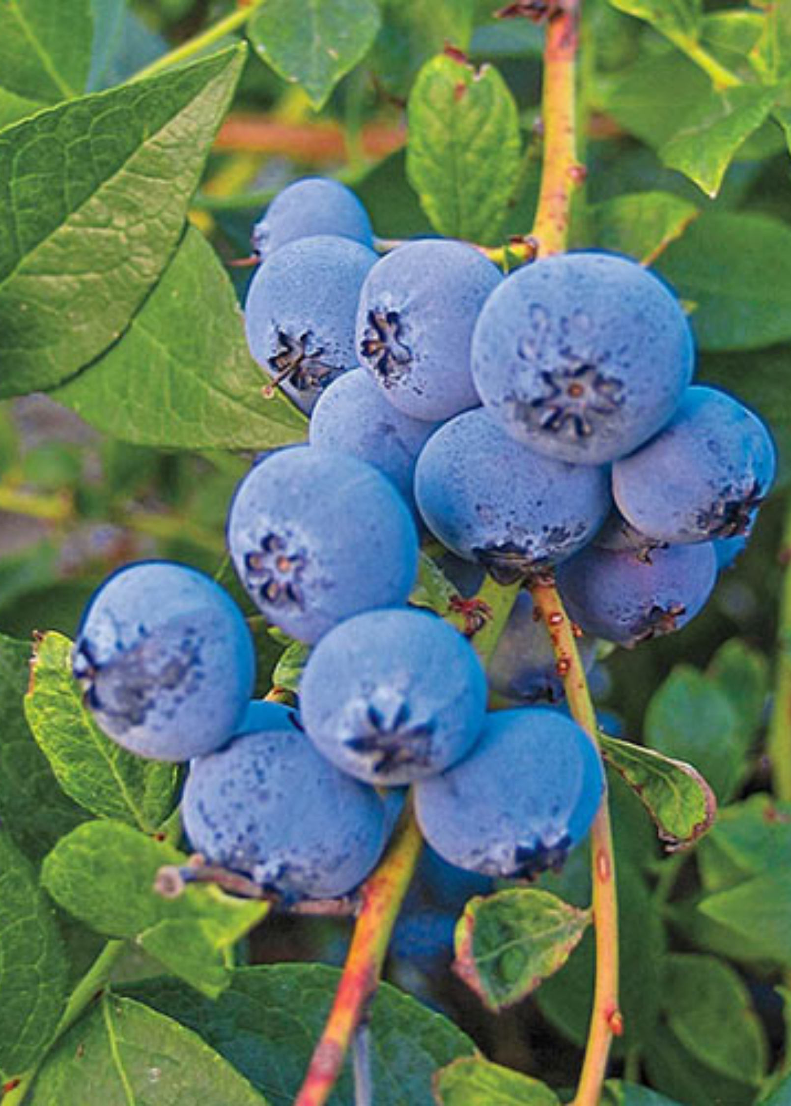 Blueberry 'Biloxi' fruiting plant by Sow Exotic, showing healthy green foliage and developing blueberries on a low-chill Vaccinium darrowii plant.