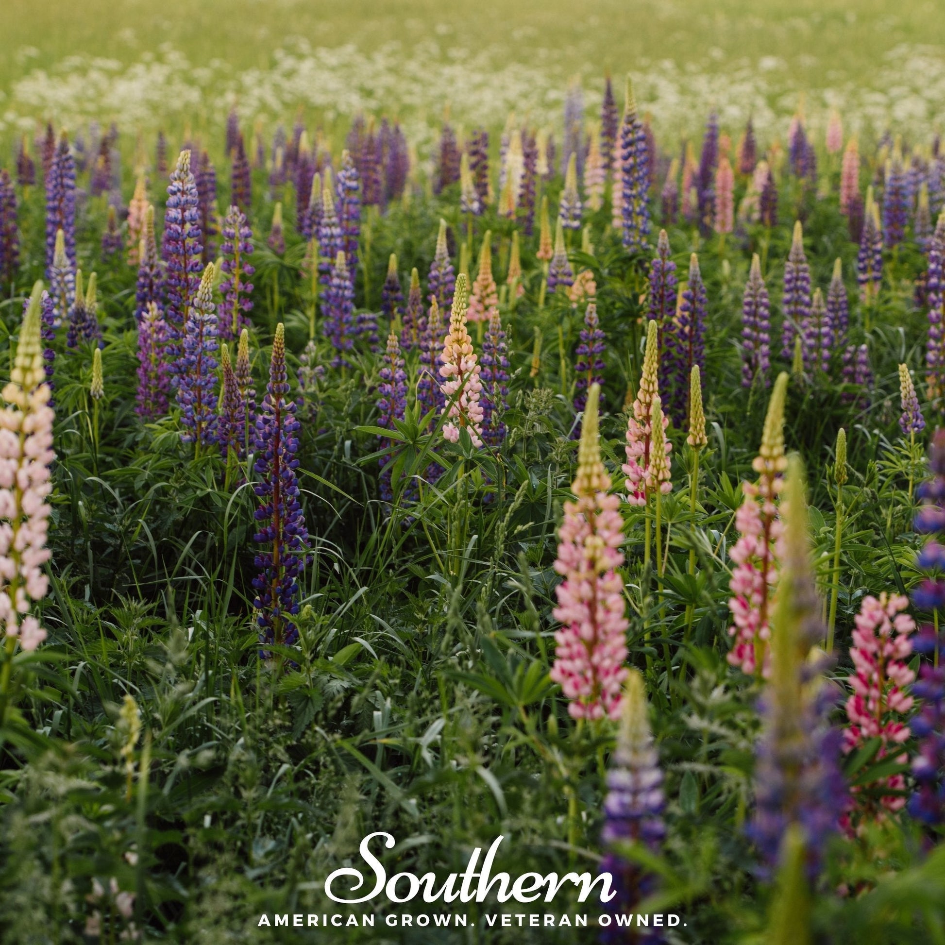 Perennial Lupine plant from Southern Seeds showing vibrant purple flowers and lush green foliage.