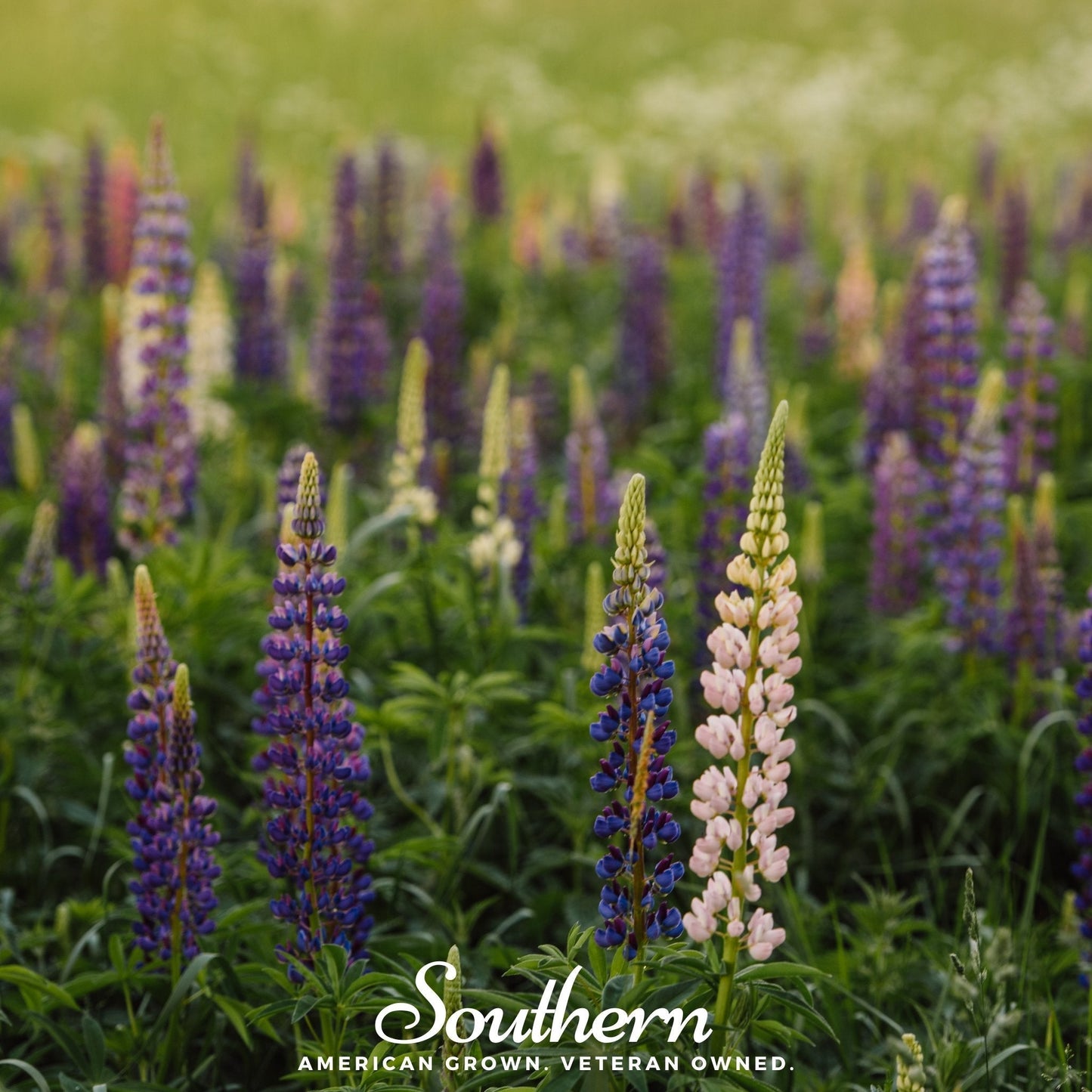 Perennial Lupine plant with vibrant purple flowers, 50 seeds from Southern Seeds, ideal for garden borders and wildflower gardens.