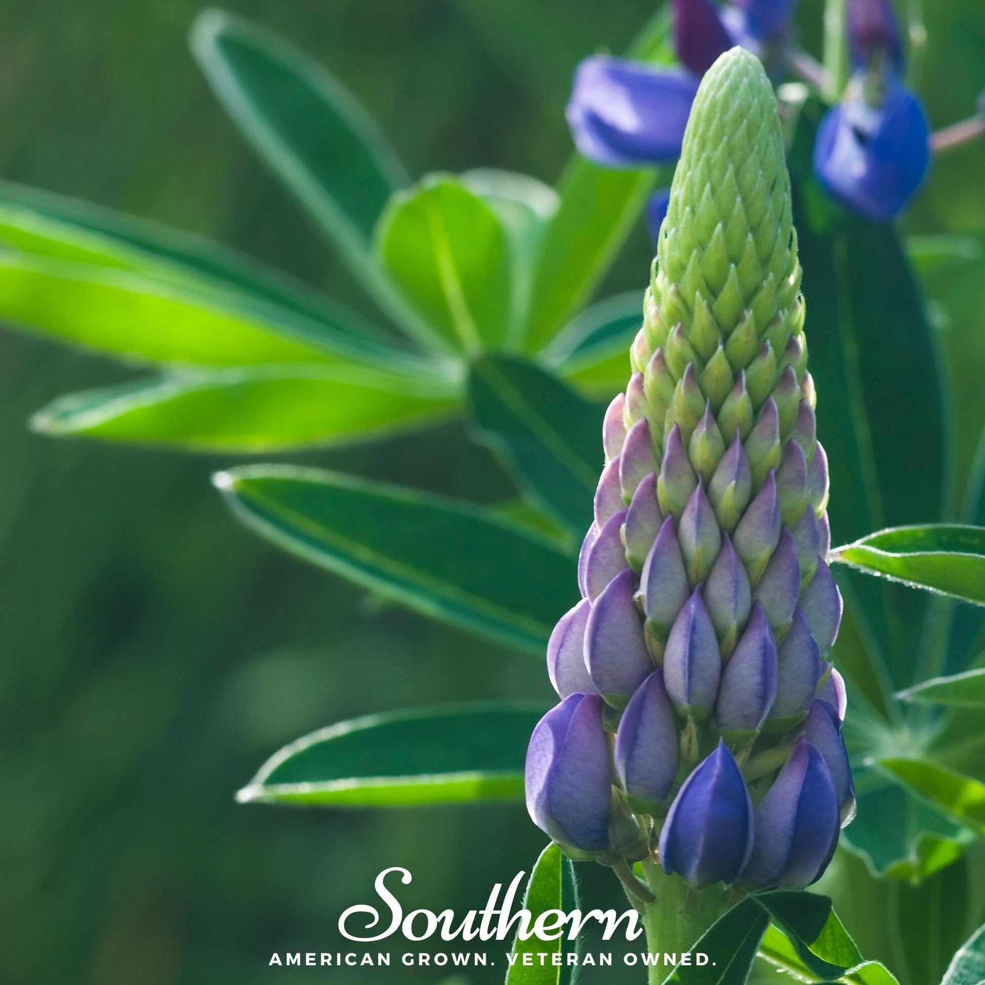 Perennial Lupine plant with vibrant purple flowers, 50 seeds from Southern Seeds, ideal for garden planting and natural beauty.
