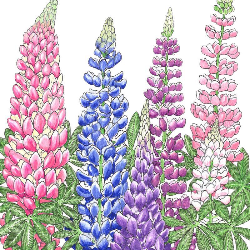 Close-up of Lupine Russell flower seeds from Grow Organic, showing a 1/4 lb package of vibrant seed packets.